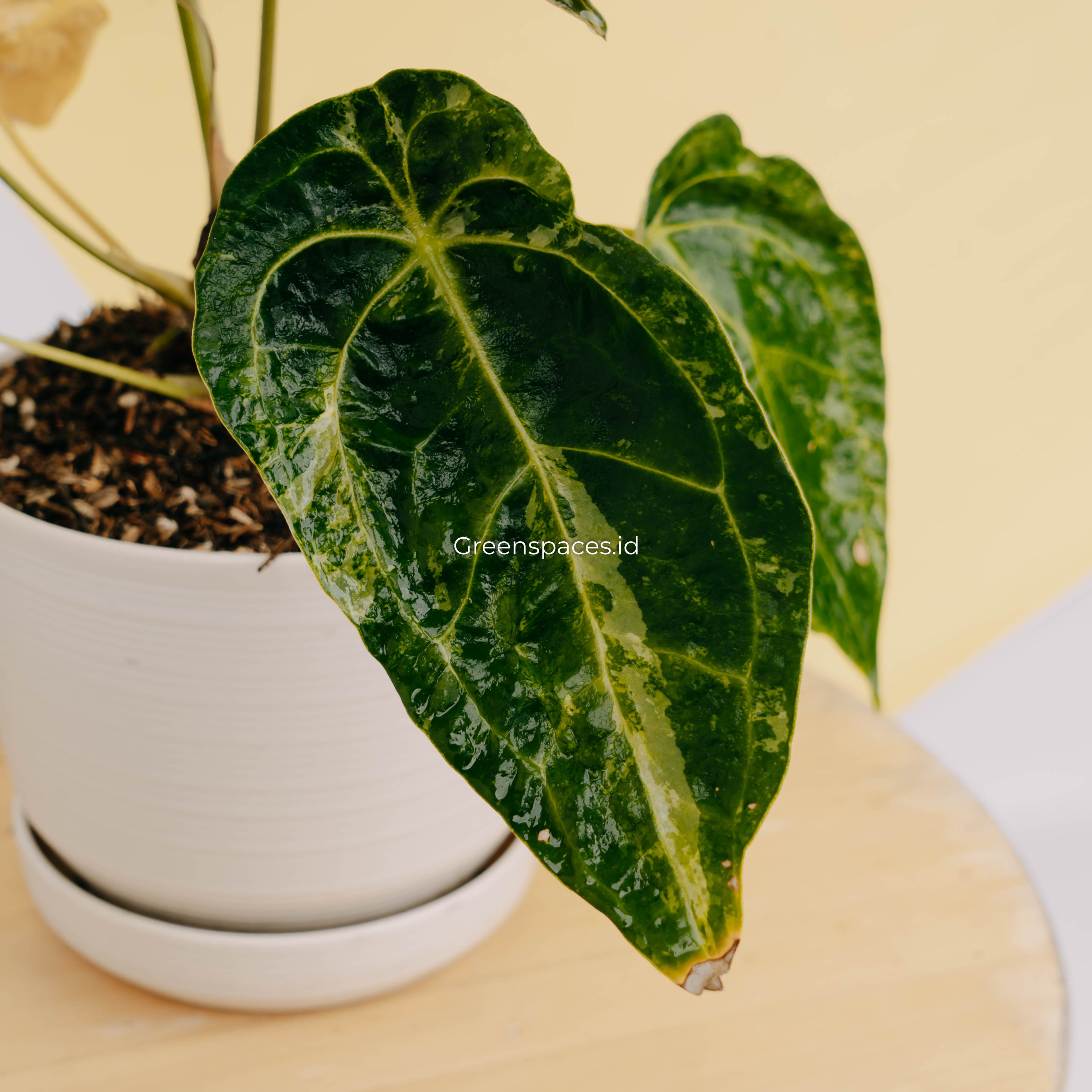 Anthurium forgetii variegated-Greenspaces.id