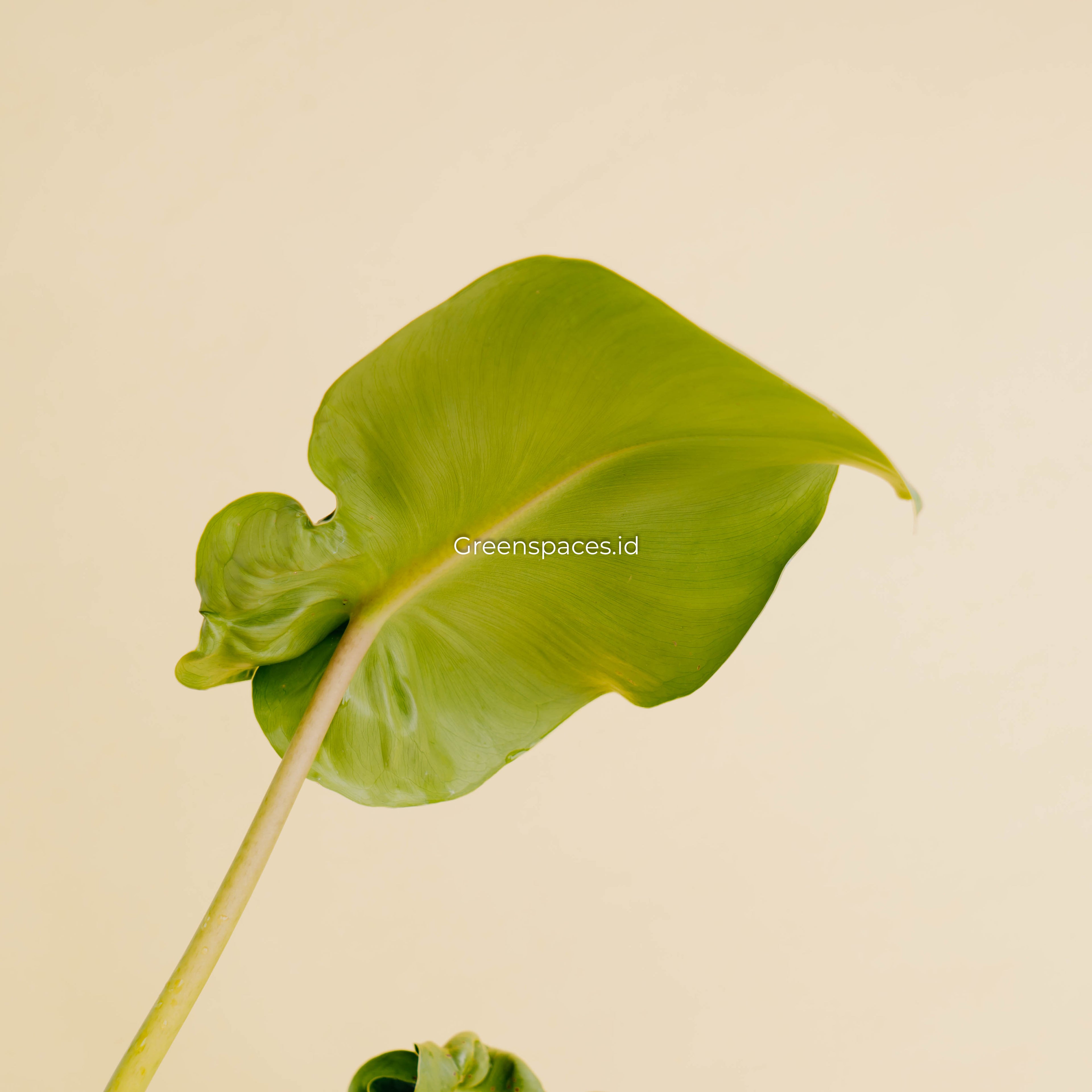 Philodendron rugosum aberrant form-Greenspaces.id