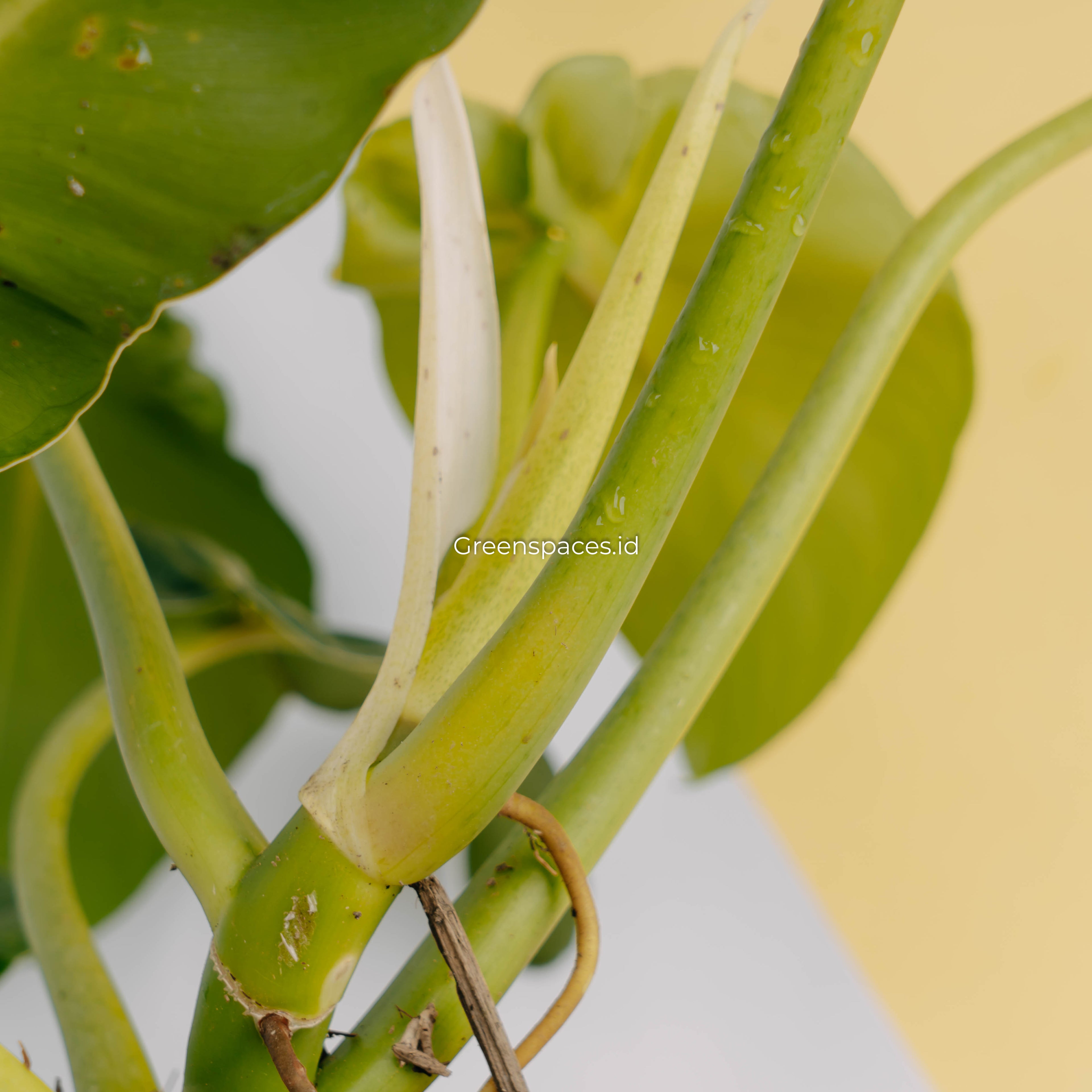 Philodendron rugosum aberrant form-Greenspaces.id
