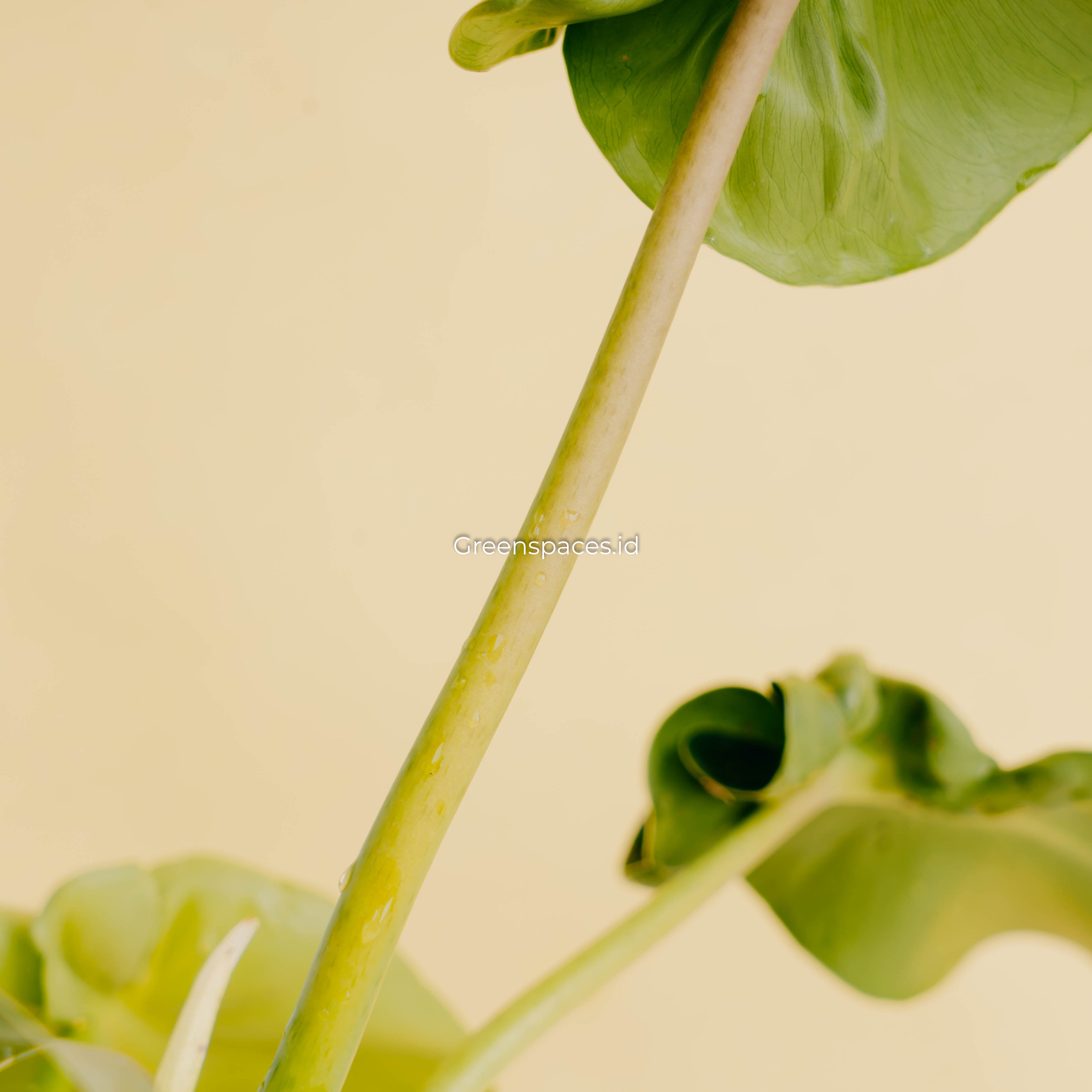 Philodendron rugosum aberrant form-Greenspaces.id