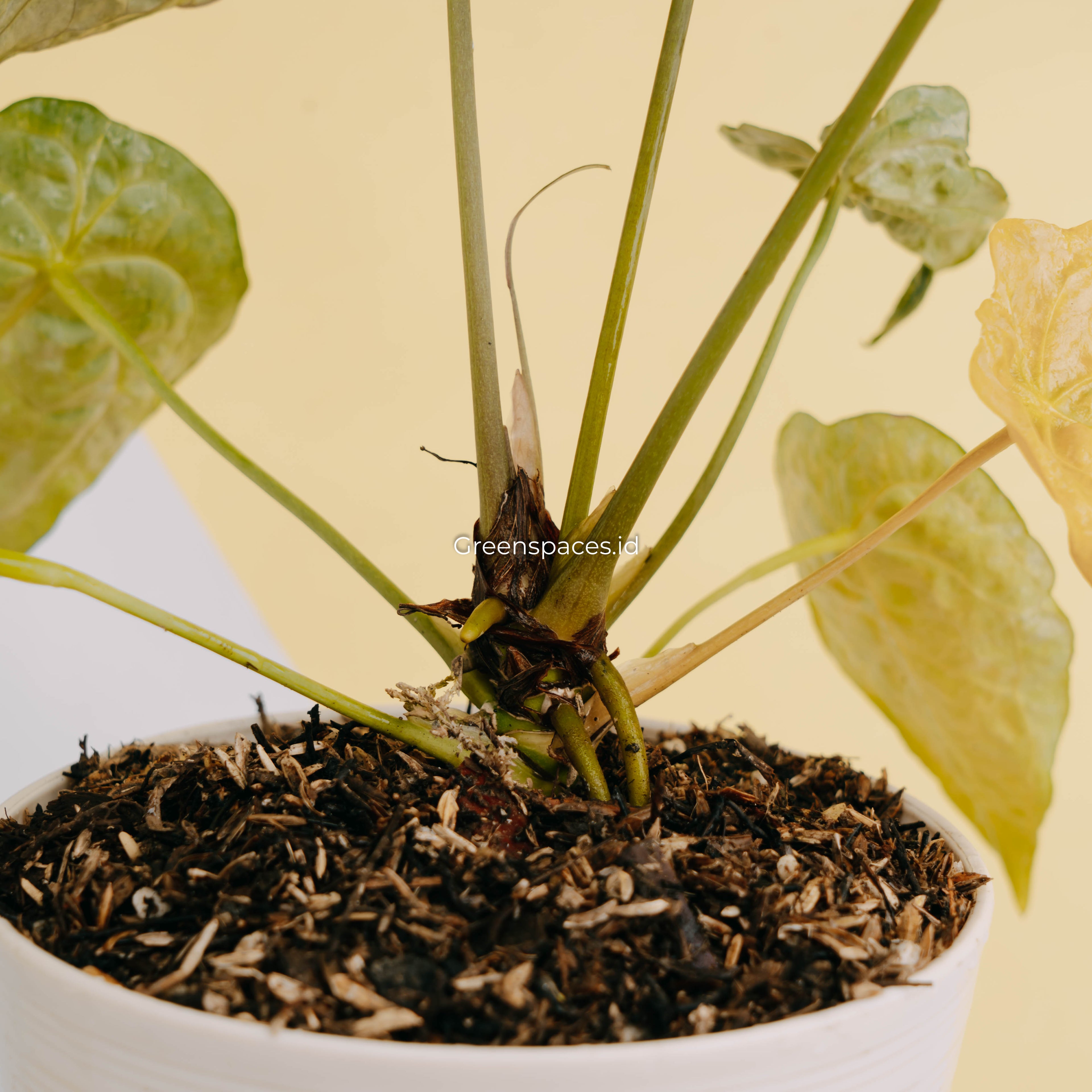 Anthurium forgetii variegated-Greenspaces.id