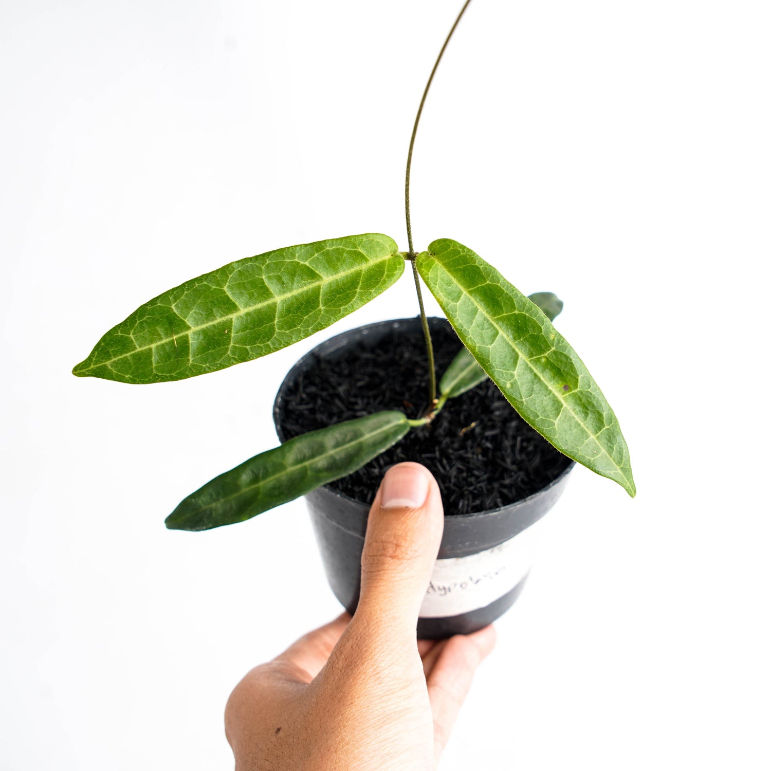 🎁 Hoya Hypolasia (100% off)