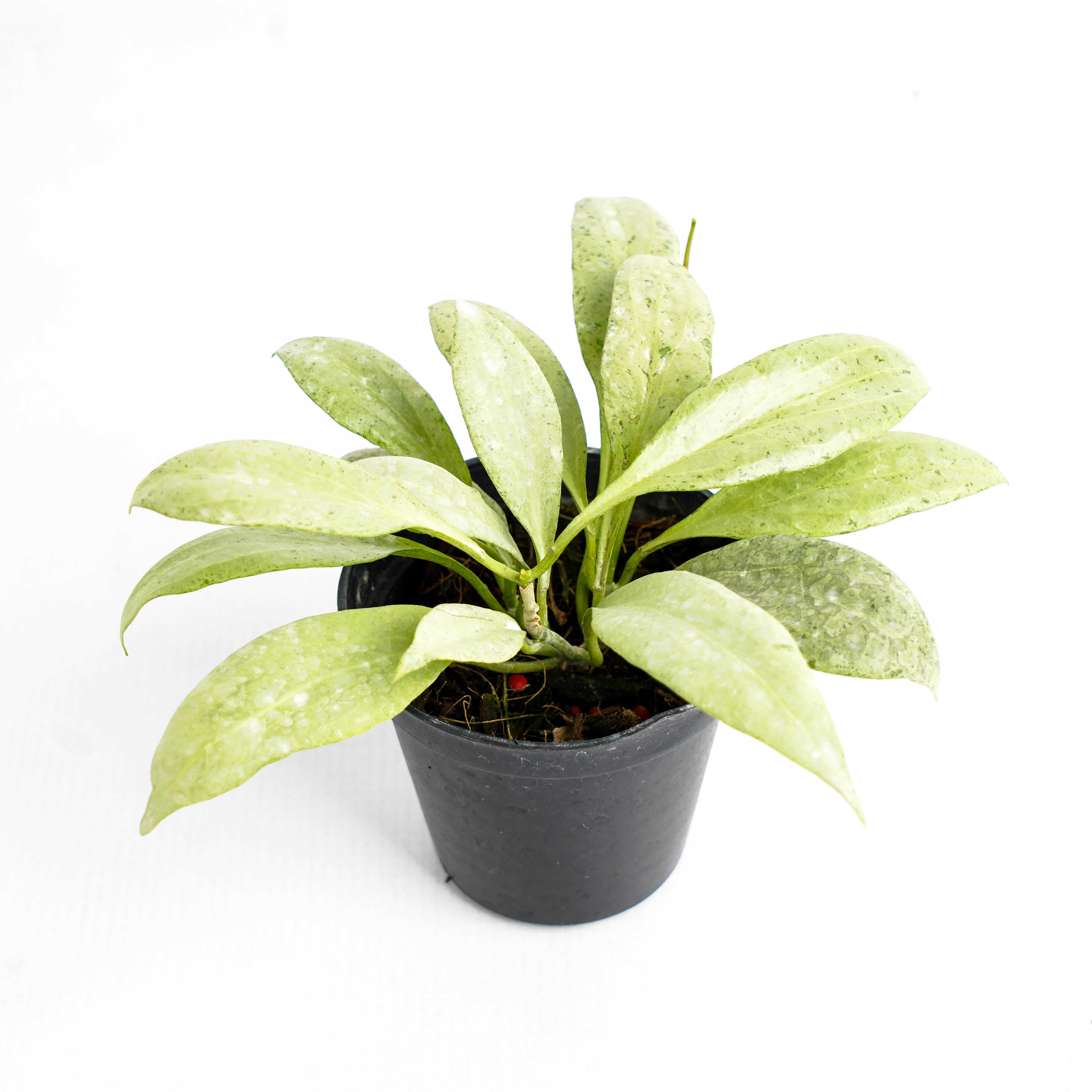 Hoya Nicholsoniae "NGG"