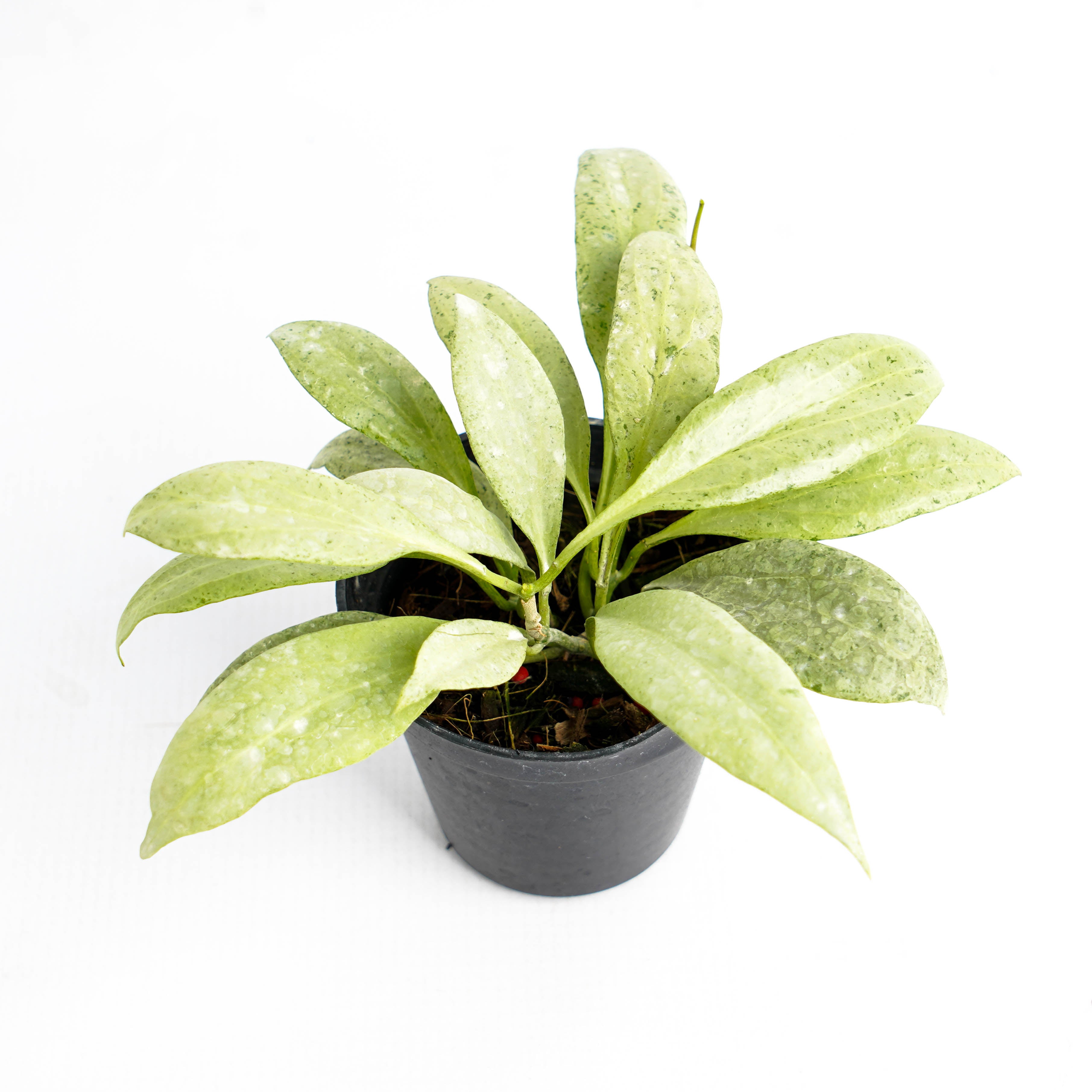 Hoya Nicholsoniae "NGG"