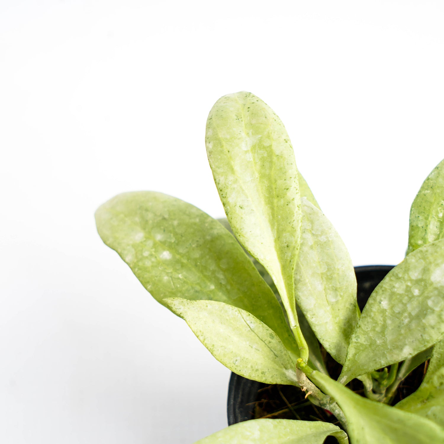 Hoya Nicholsoniae "NGG"
