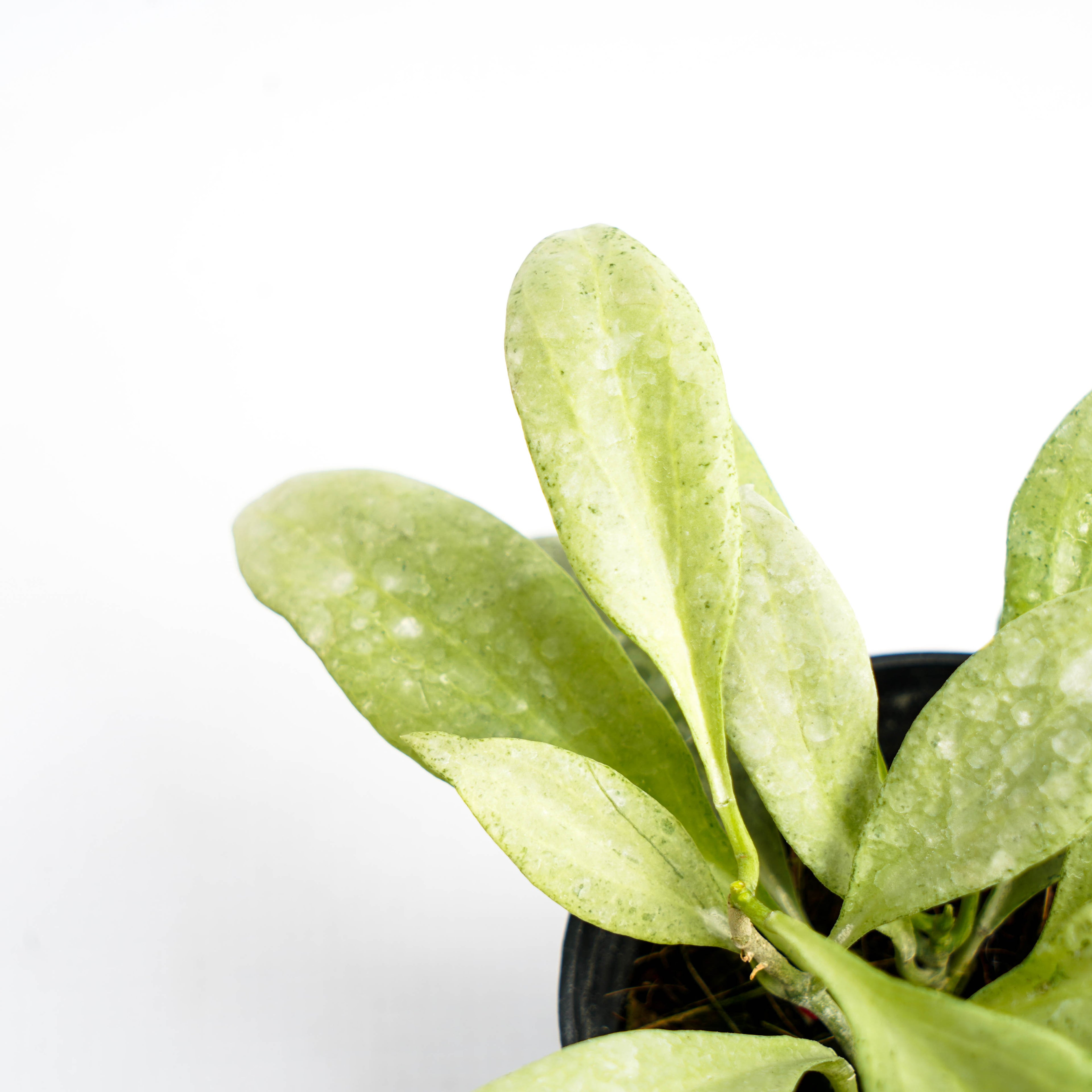 Hoya Nicholsoniae "NGG"