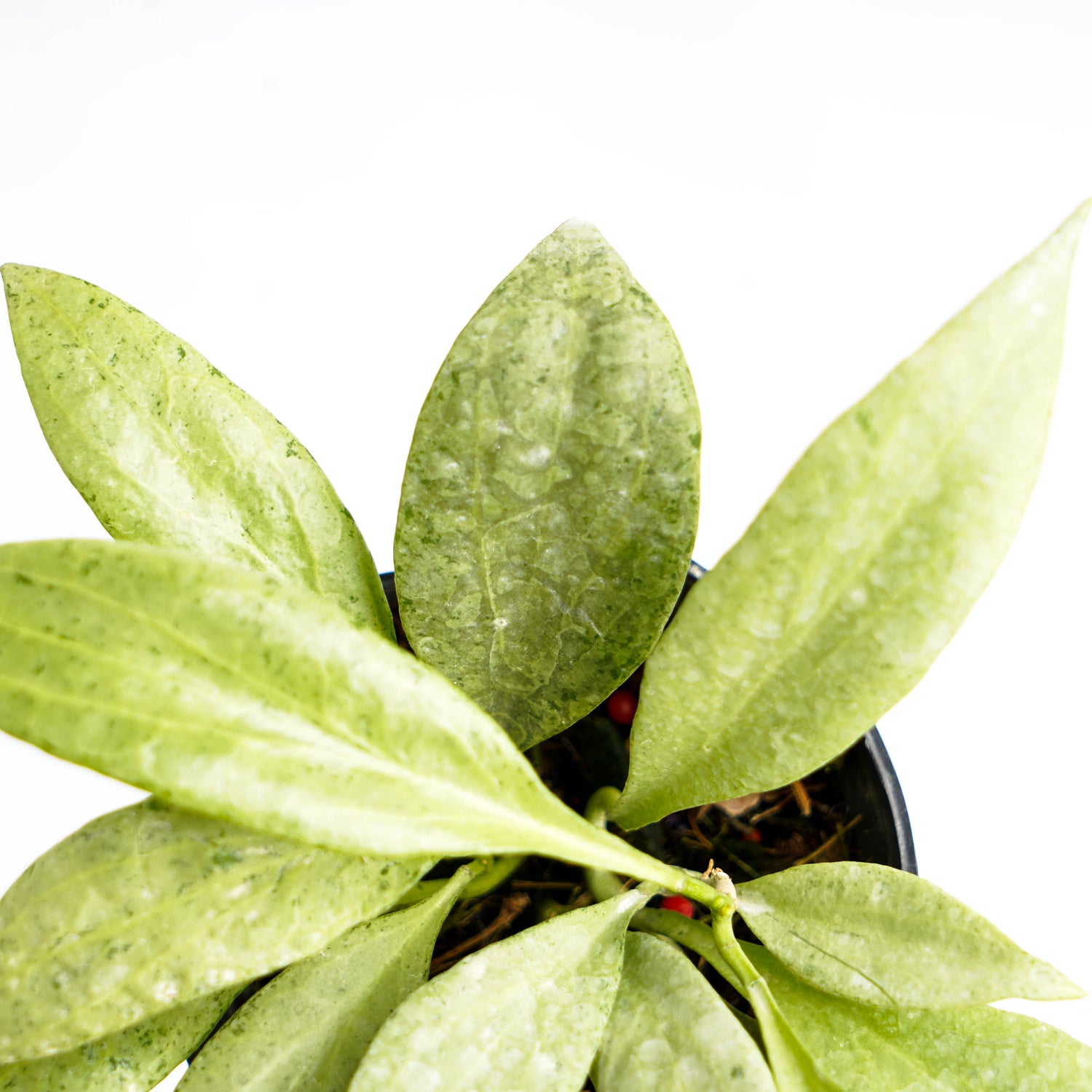 Hoya Nicholsoniae "NGG"