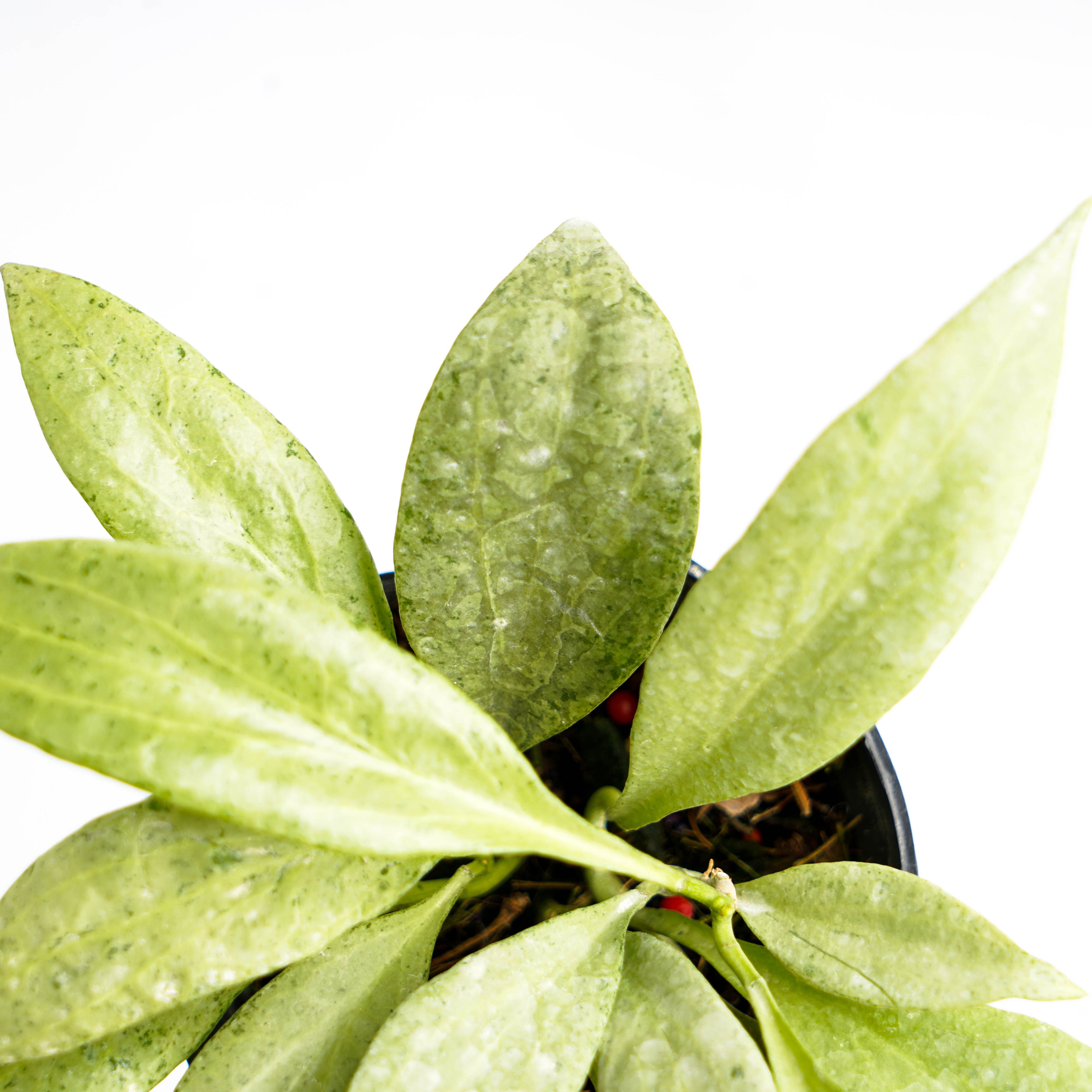 Hoya Nicholsoniae "NGG"