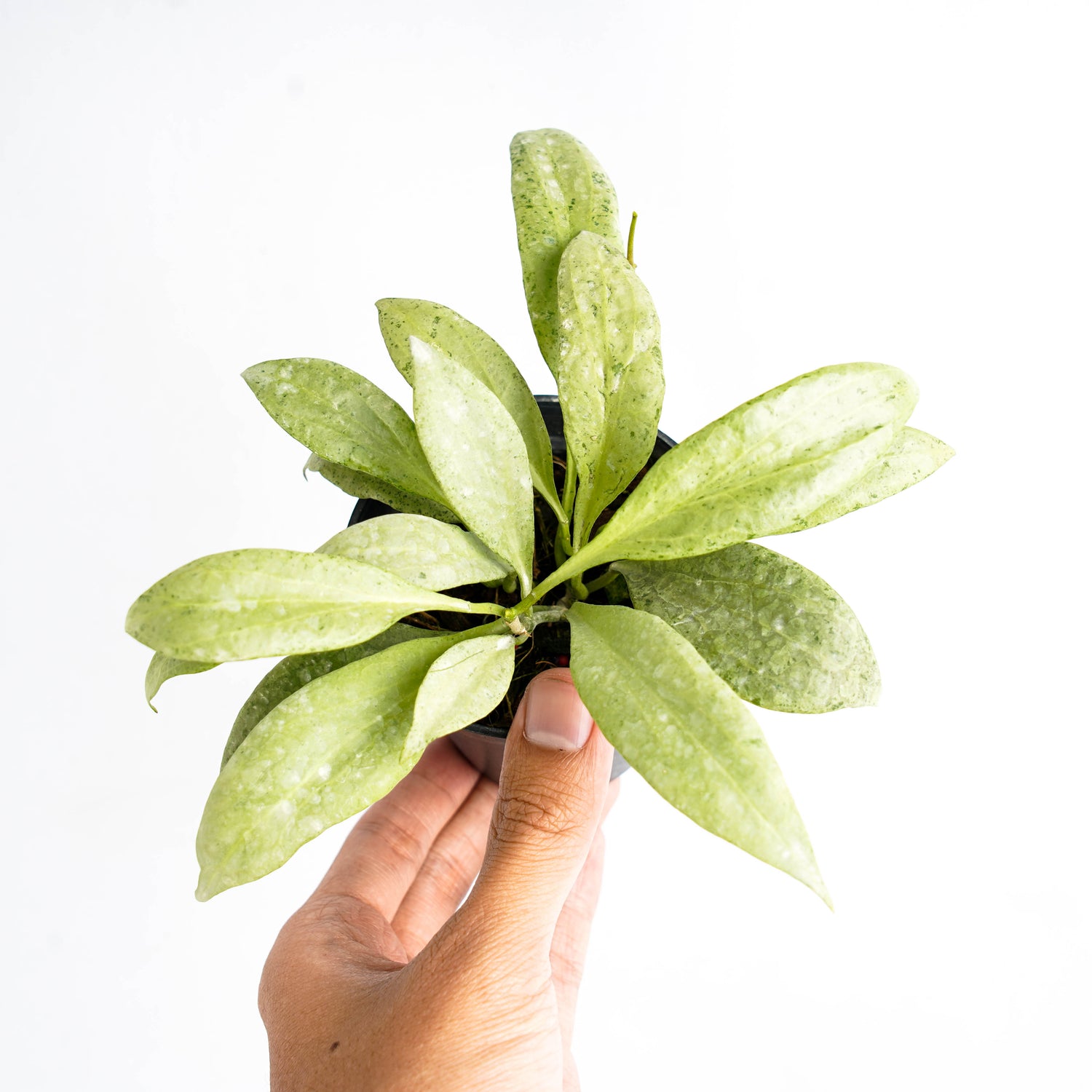 Hoya Nicholsoniae "NGG"