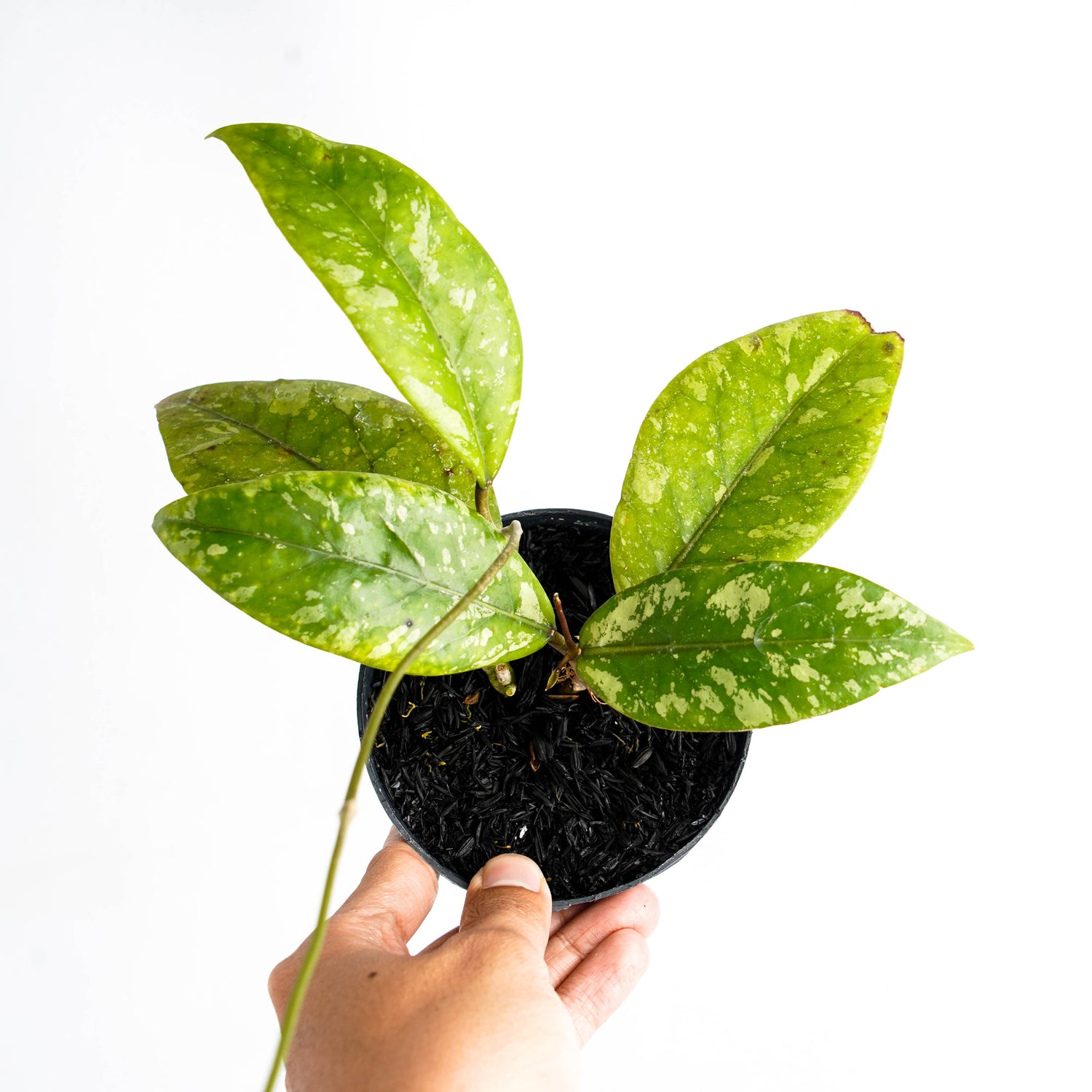 Hoya SP Air Suri
