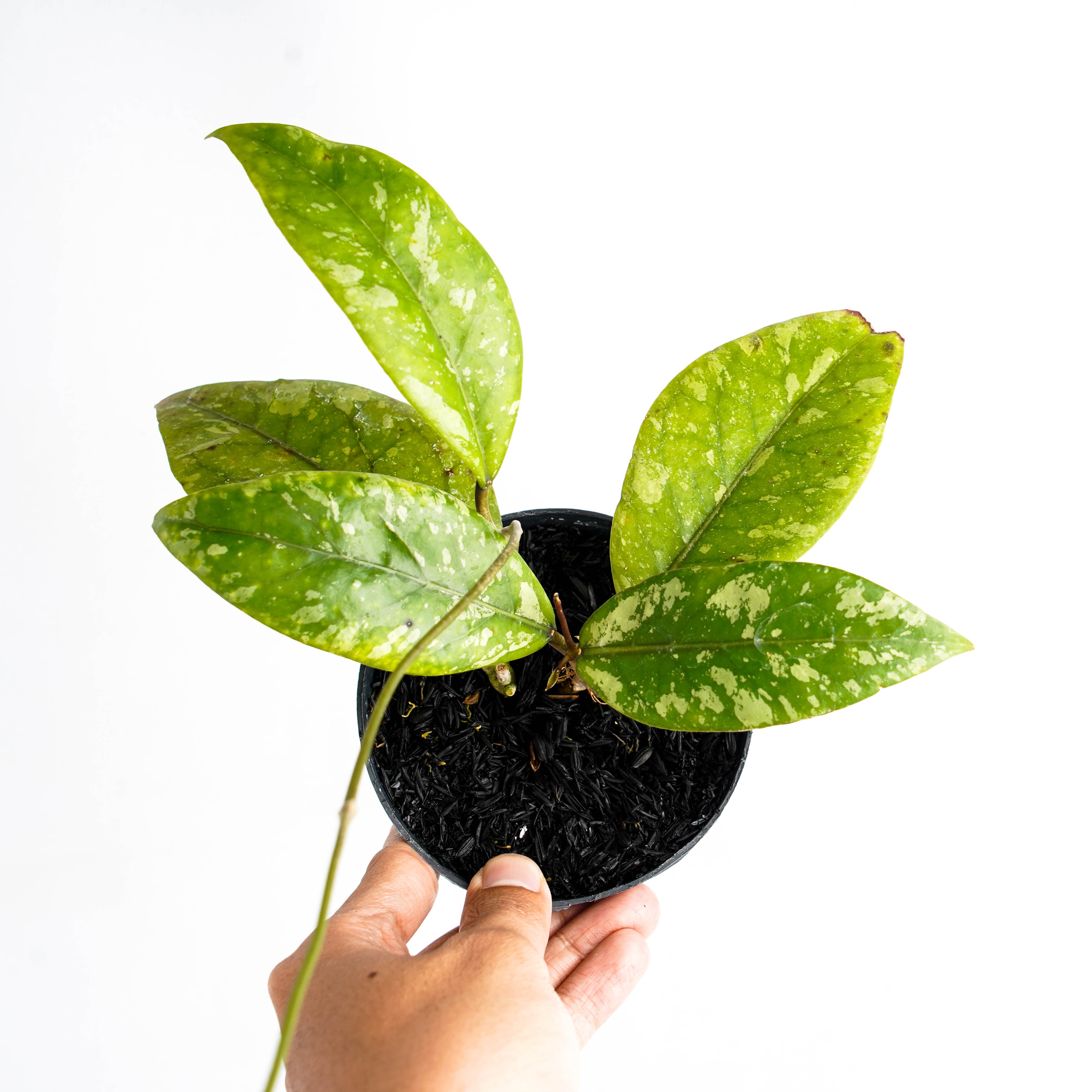 Hoya SP Air Suri