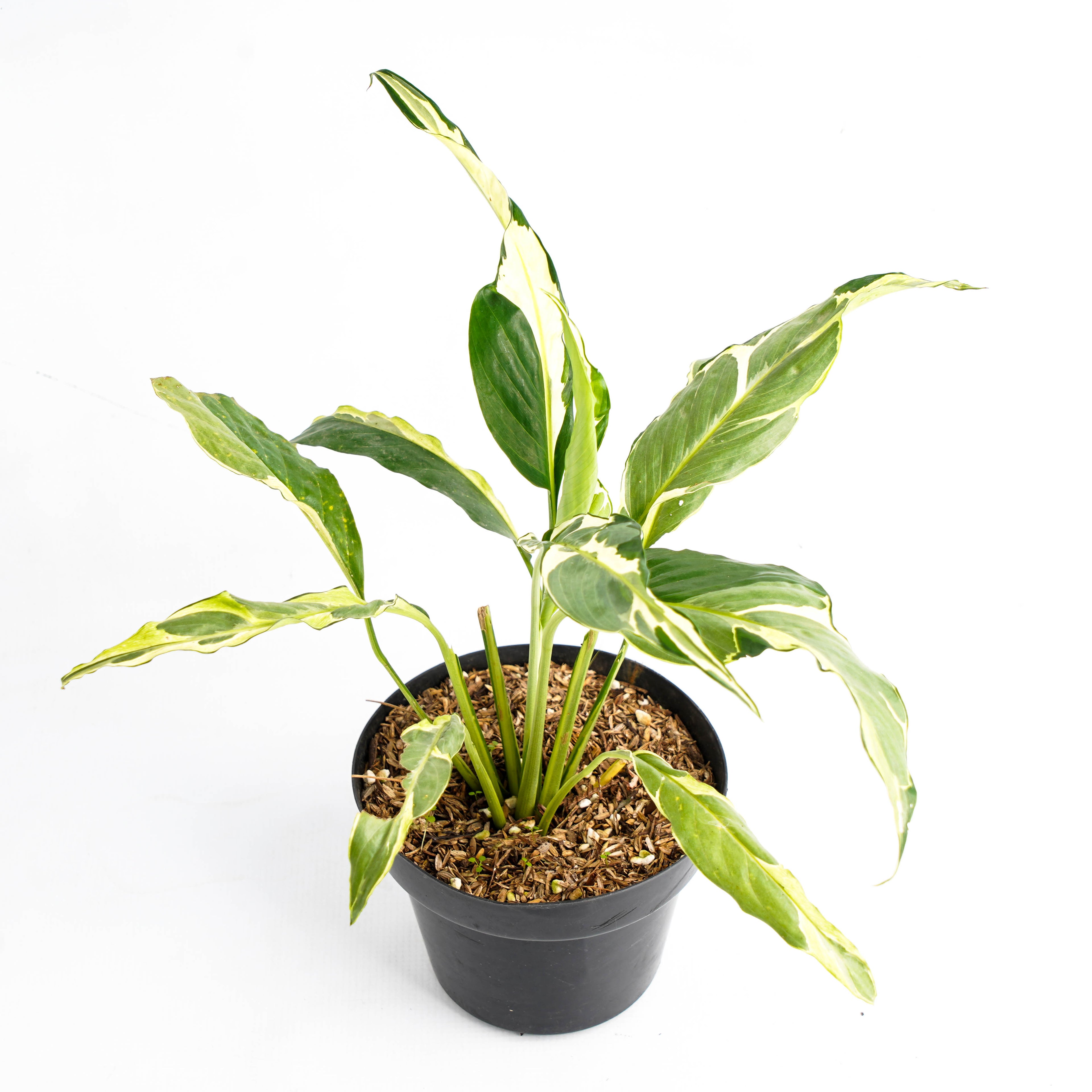 Spathhypillum Hybrid
