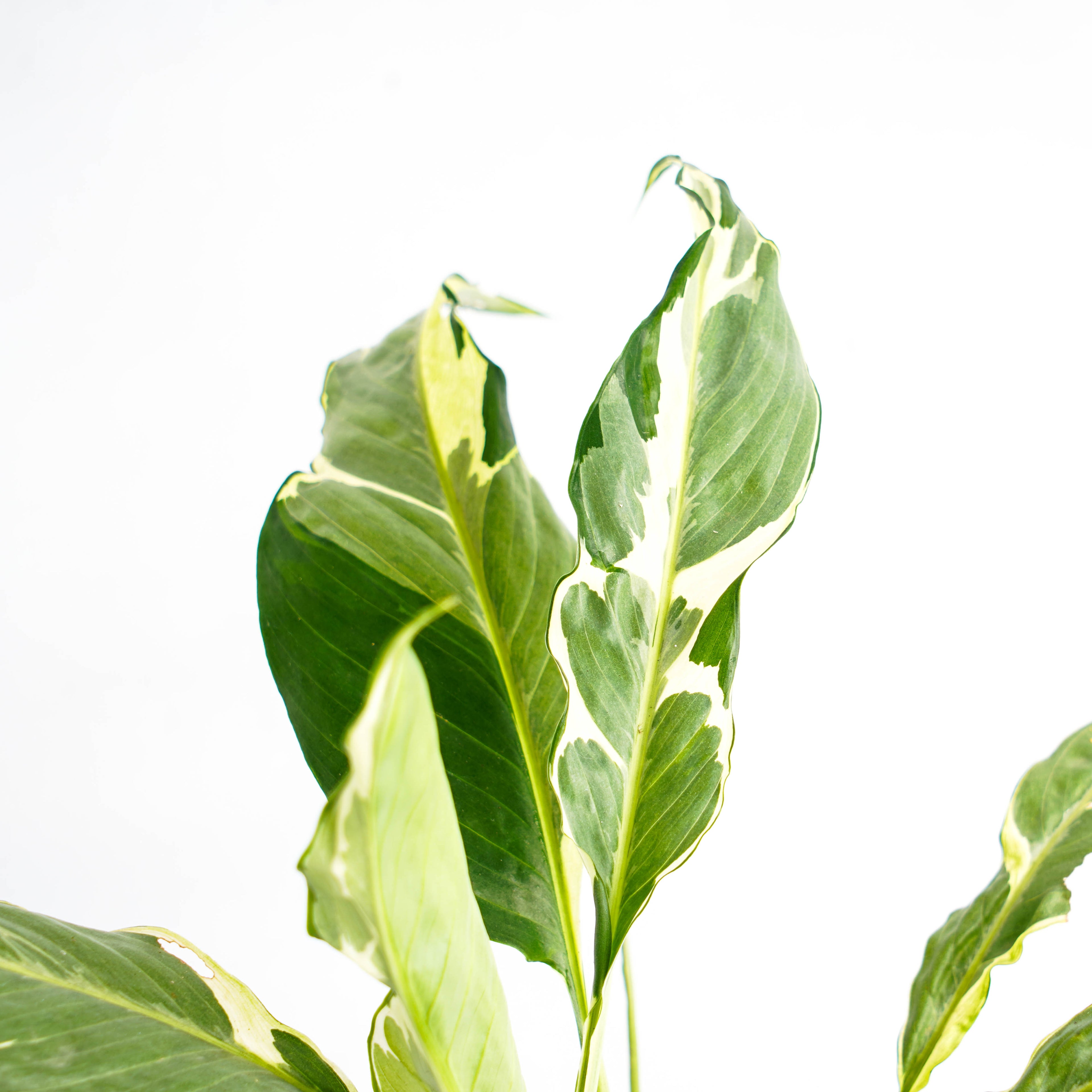 Spathhypillum Hybrid