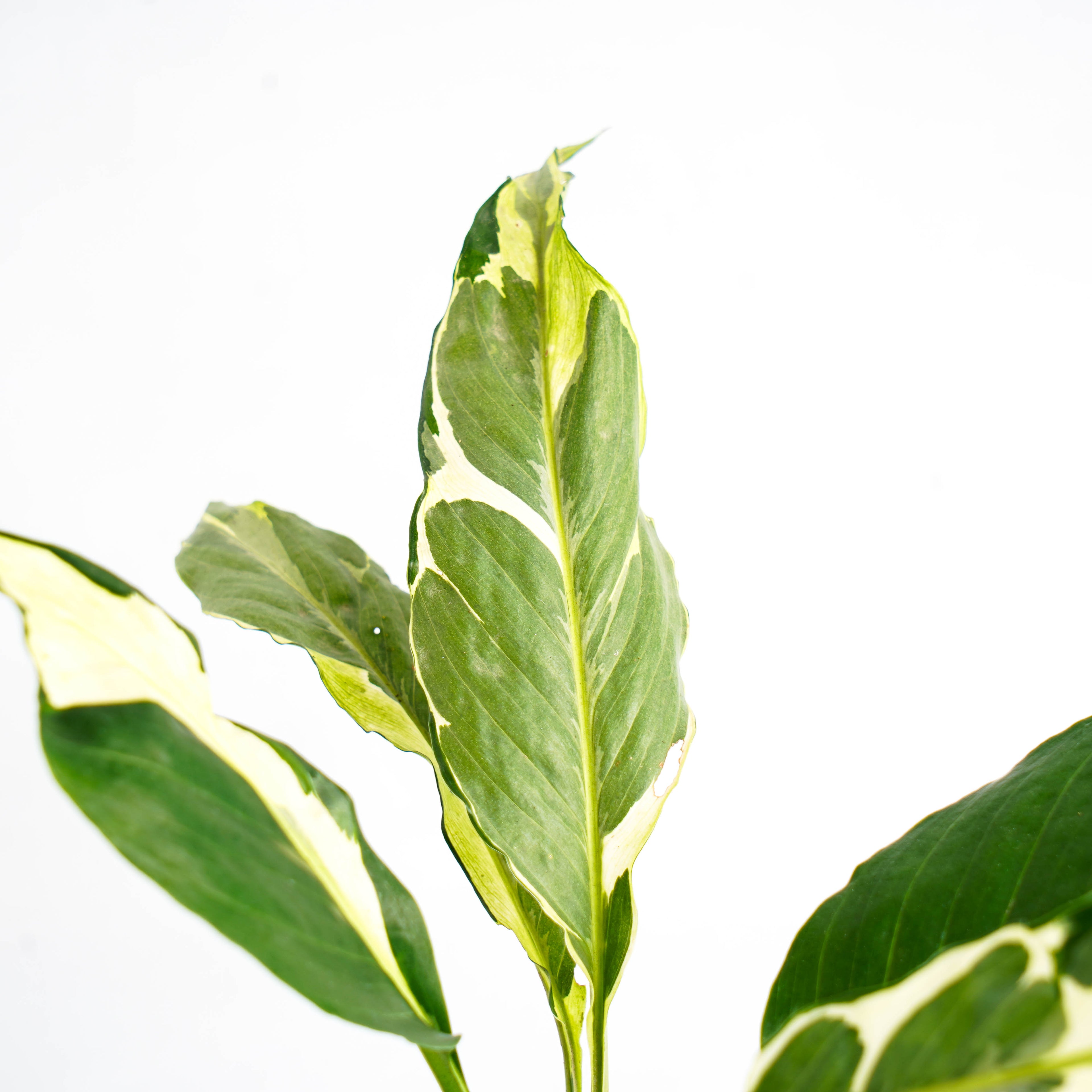 Spathhypillum Hybrid
