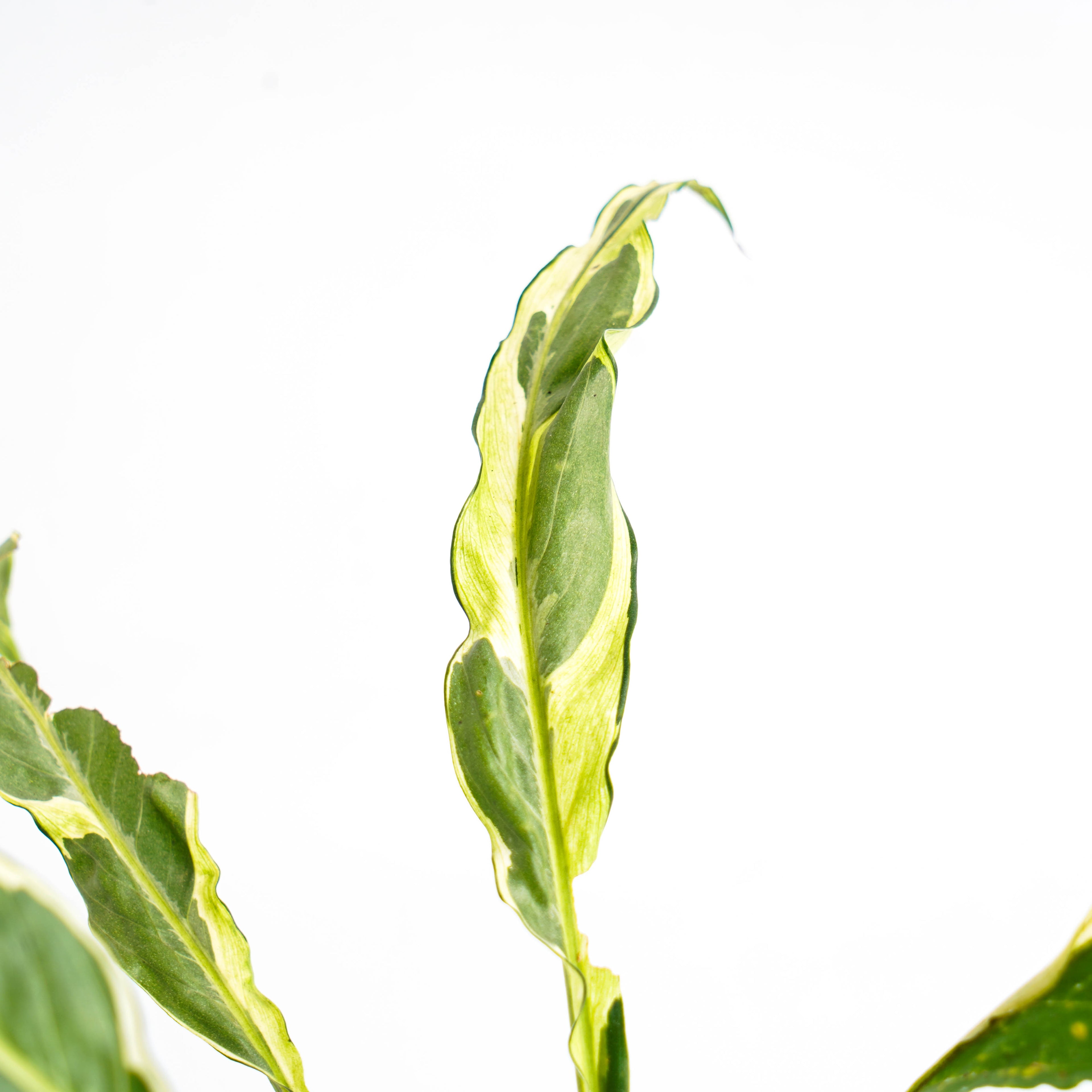 Spathhypillum Hybrid