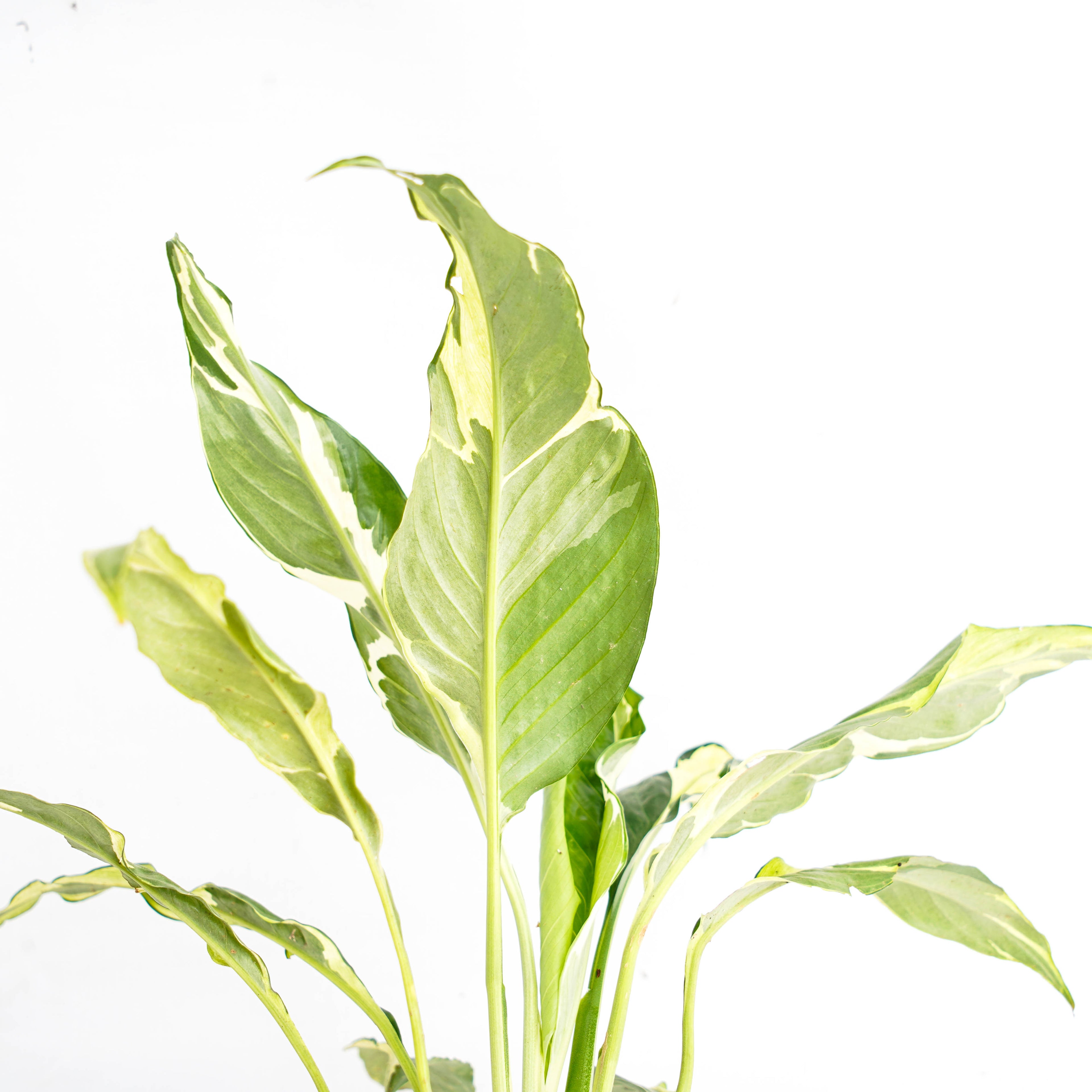 Spathhypillum Hybrid