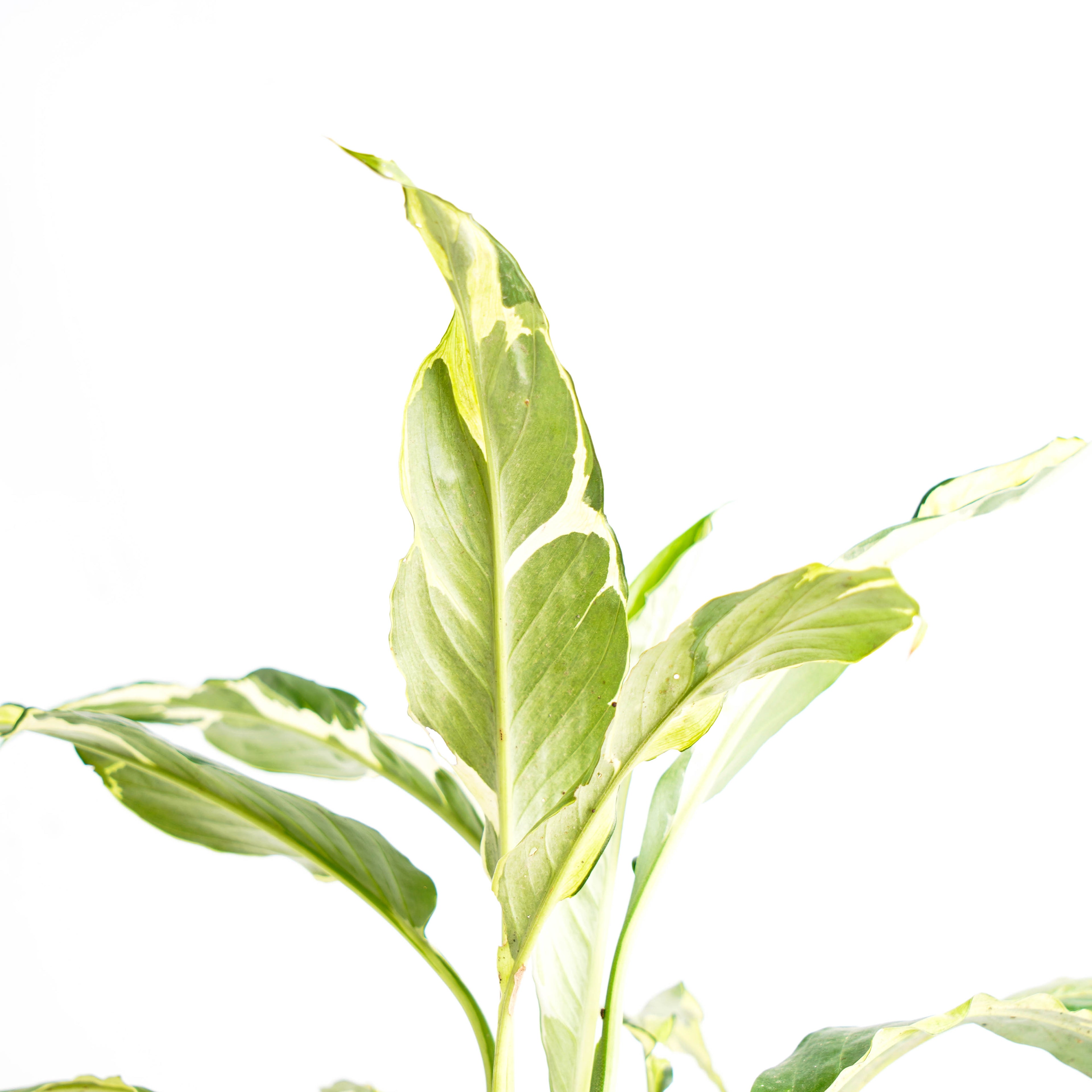 Spathhypillum Hybrid