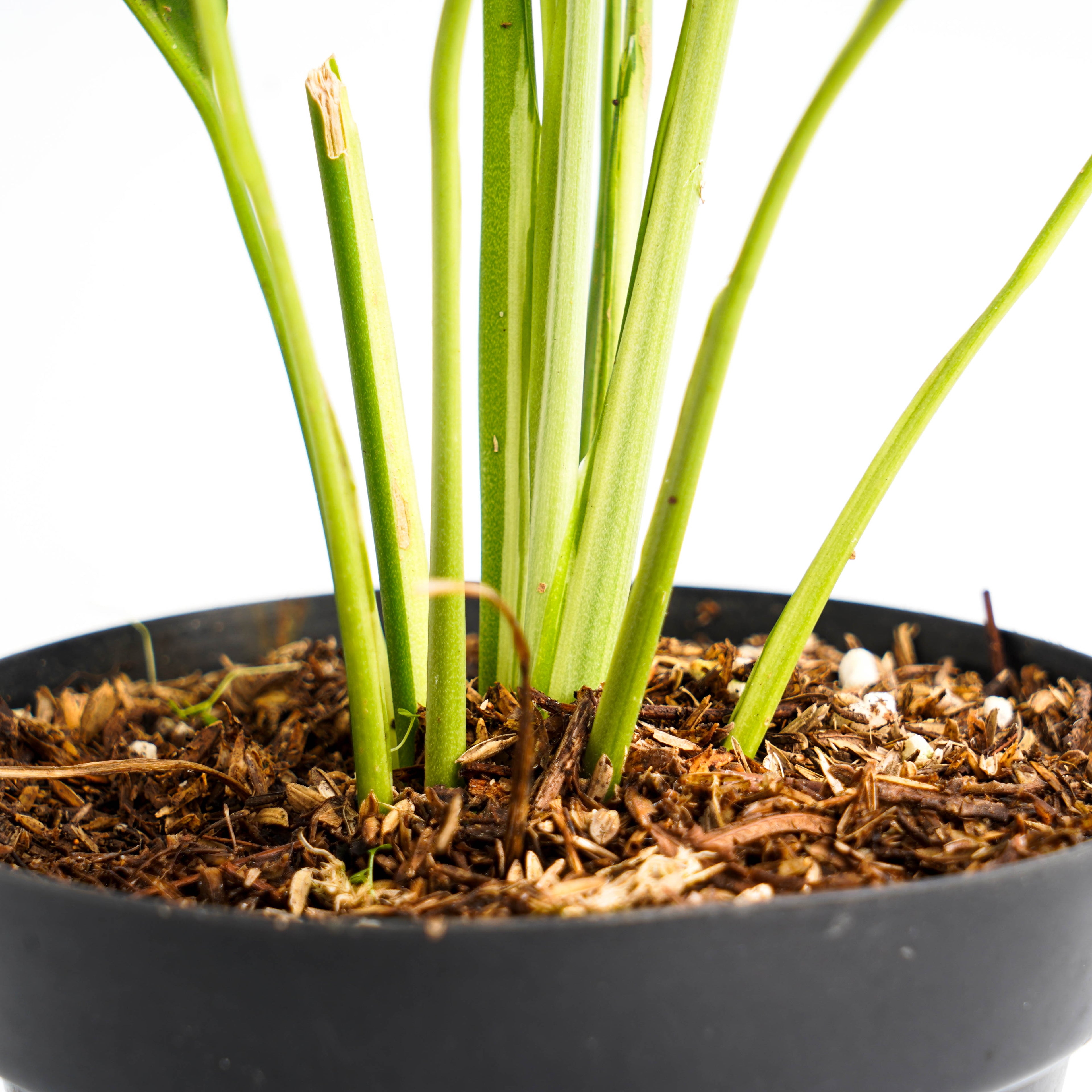 Spathhypillum Hybrid