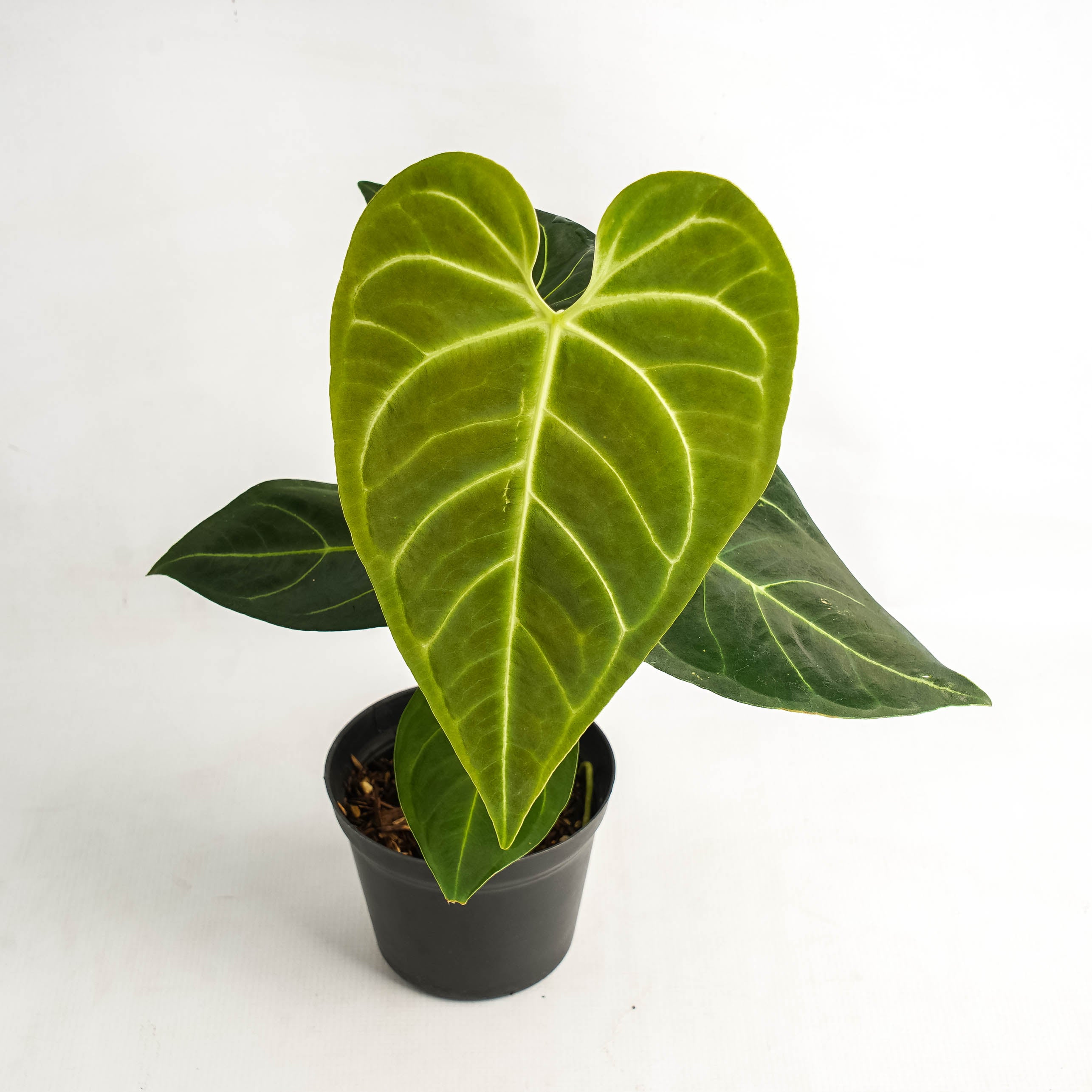 anthurium regale green Anthurium Regale Hybrid – Greenspaces.id