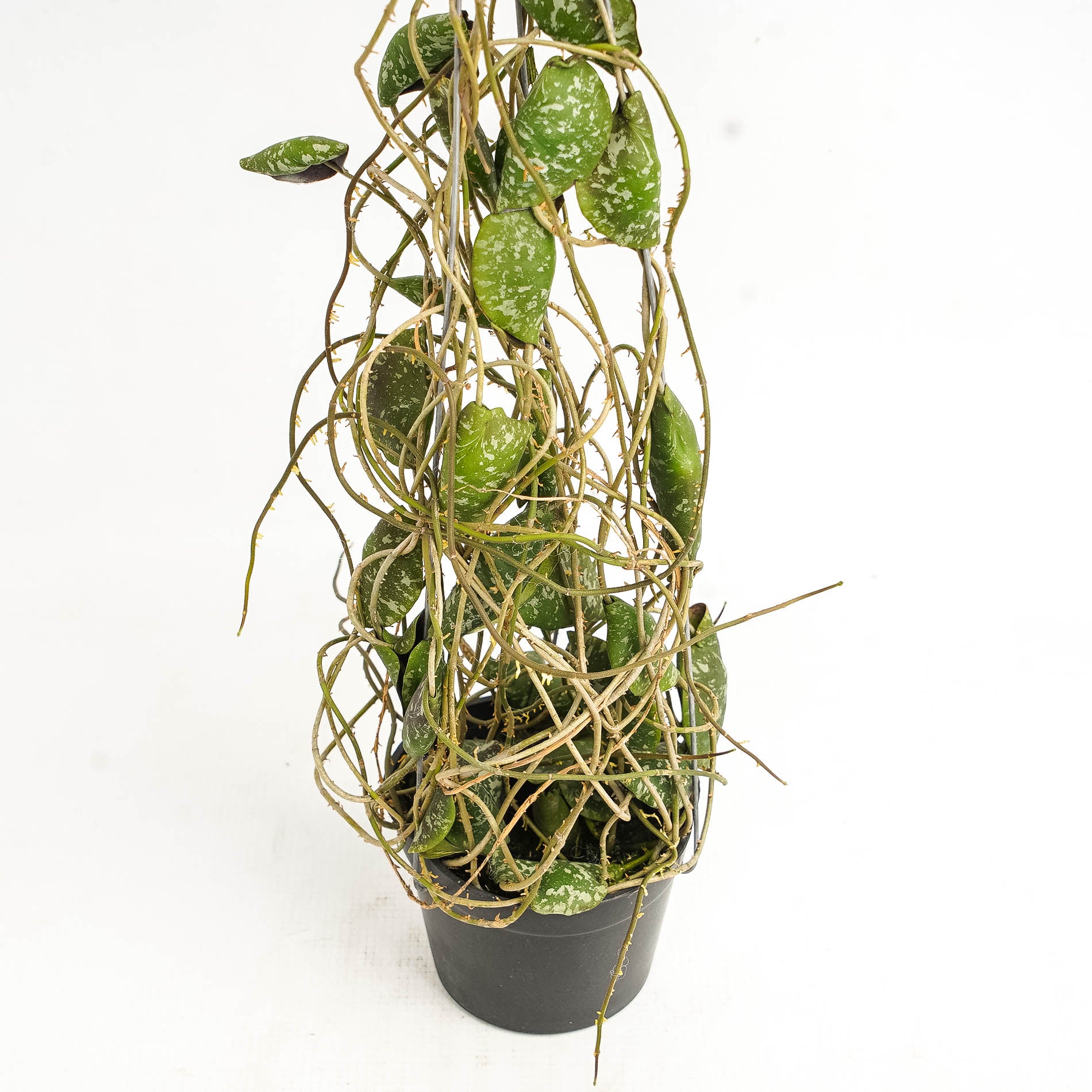 Hoya Imbricata "maxima"
