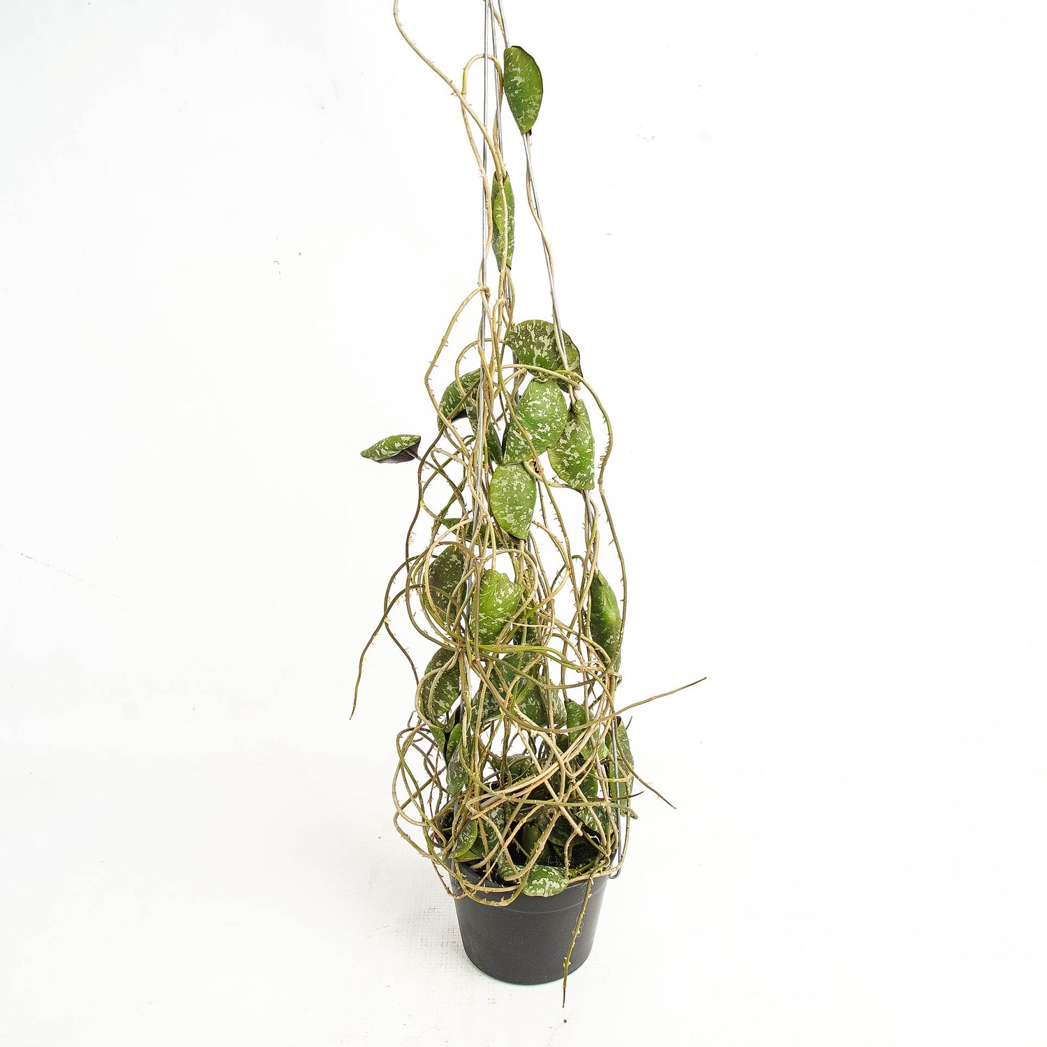 Hoya Imbricata "maxima"