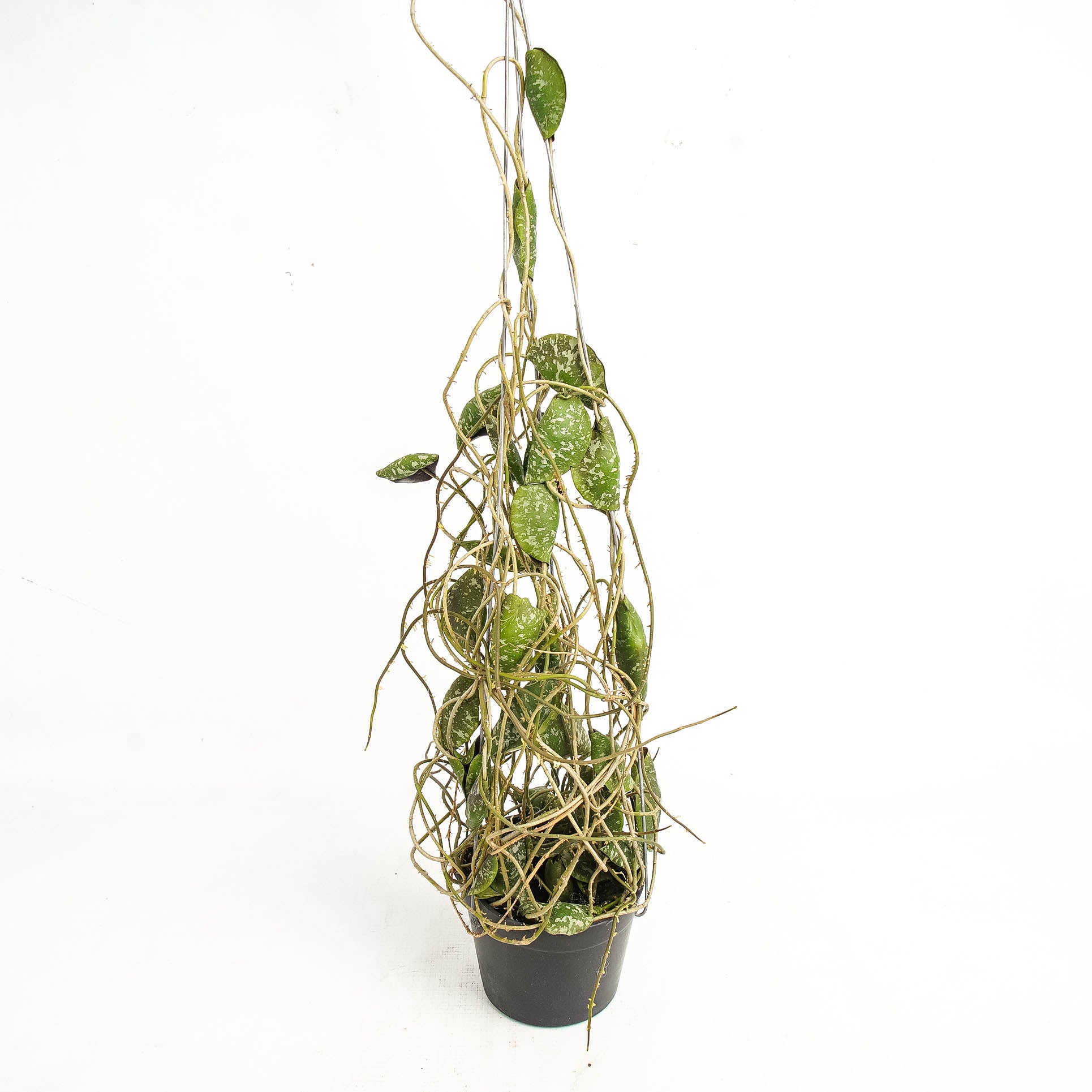 Hoya Imbricata "maxima"