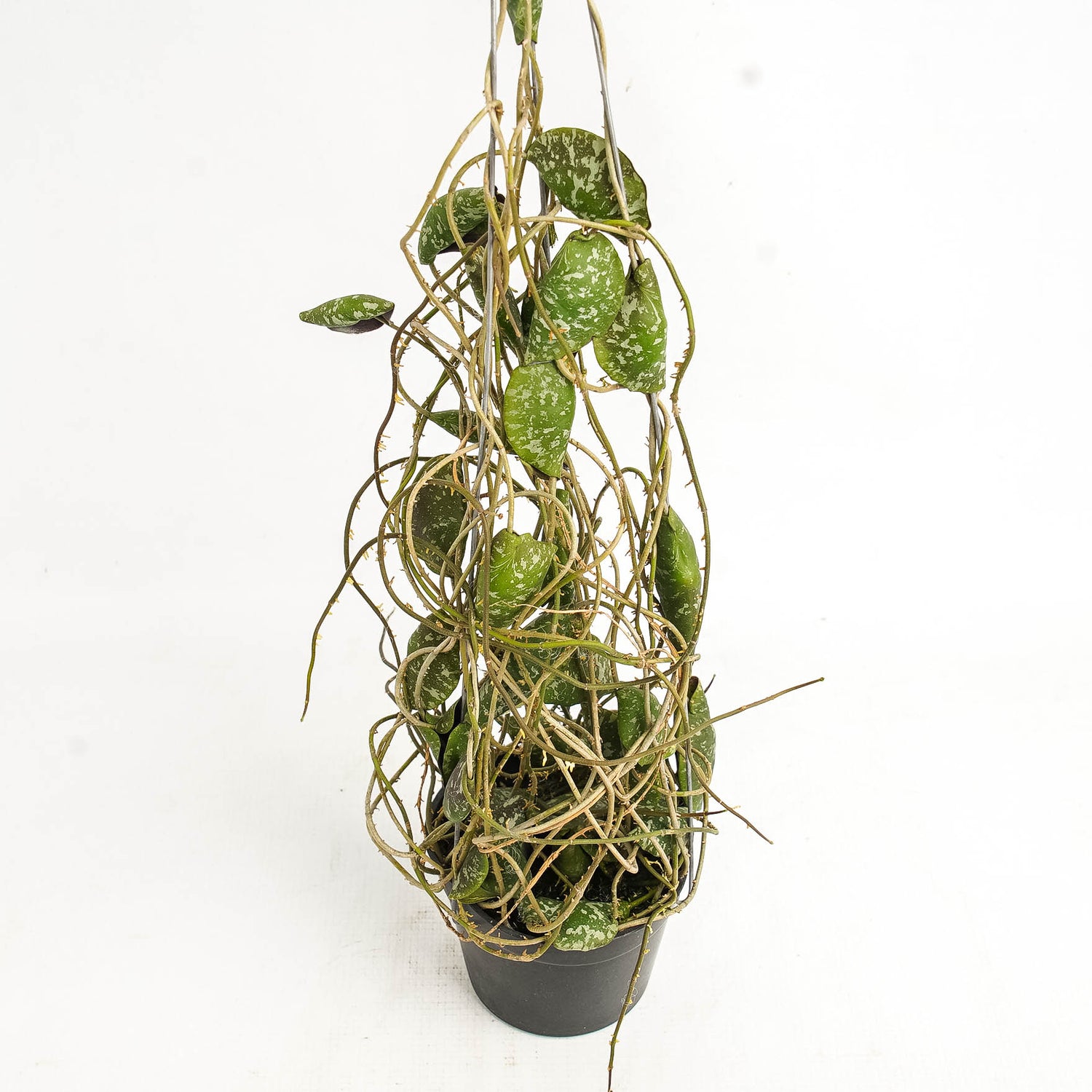 Hoya Imbricata "maxima"