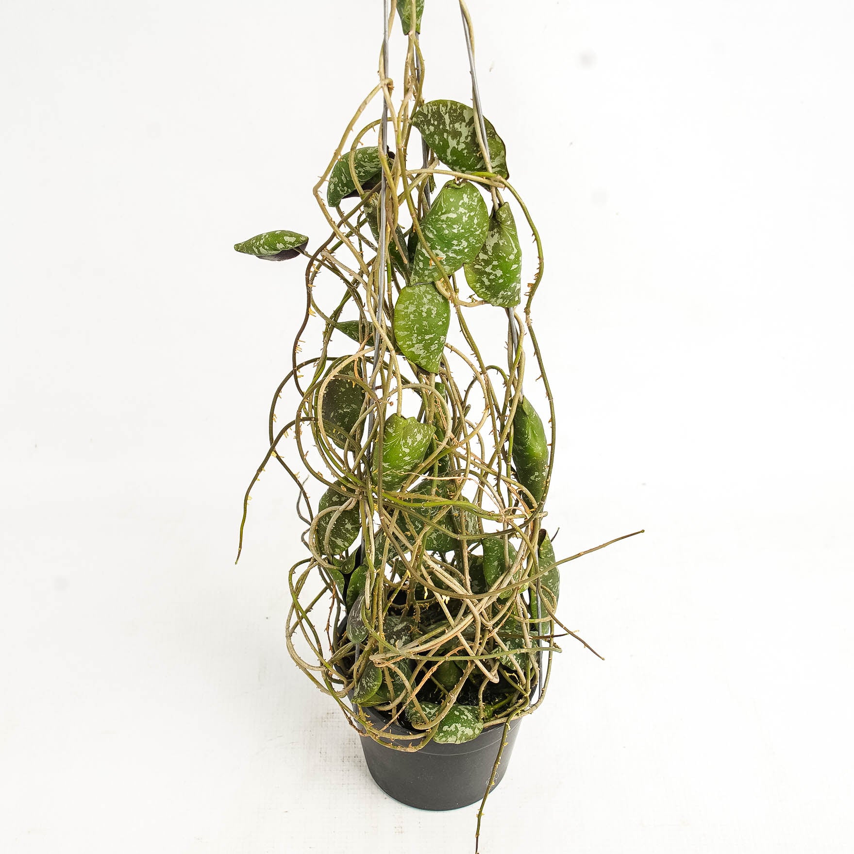Hoya Imbricata "maxima"