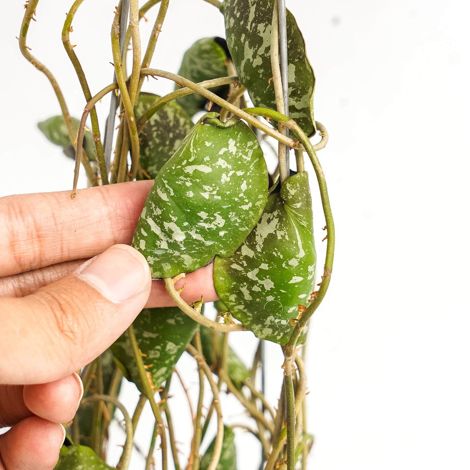 Hoya Imbricata "maxima"