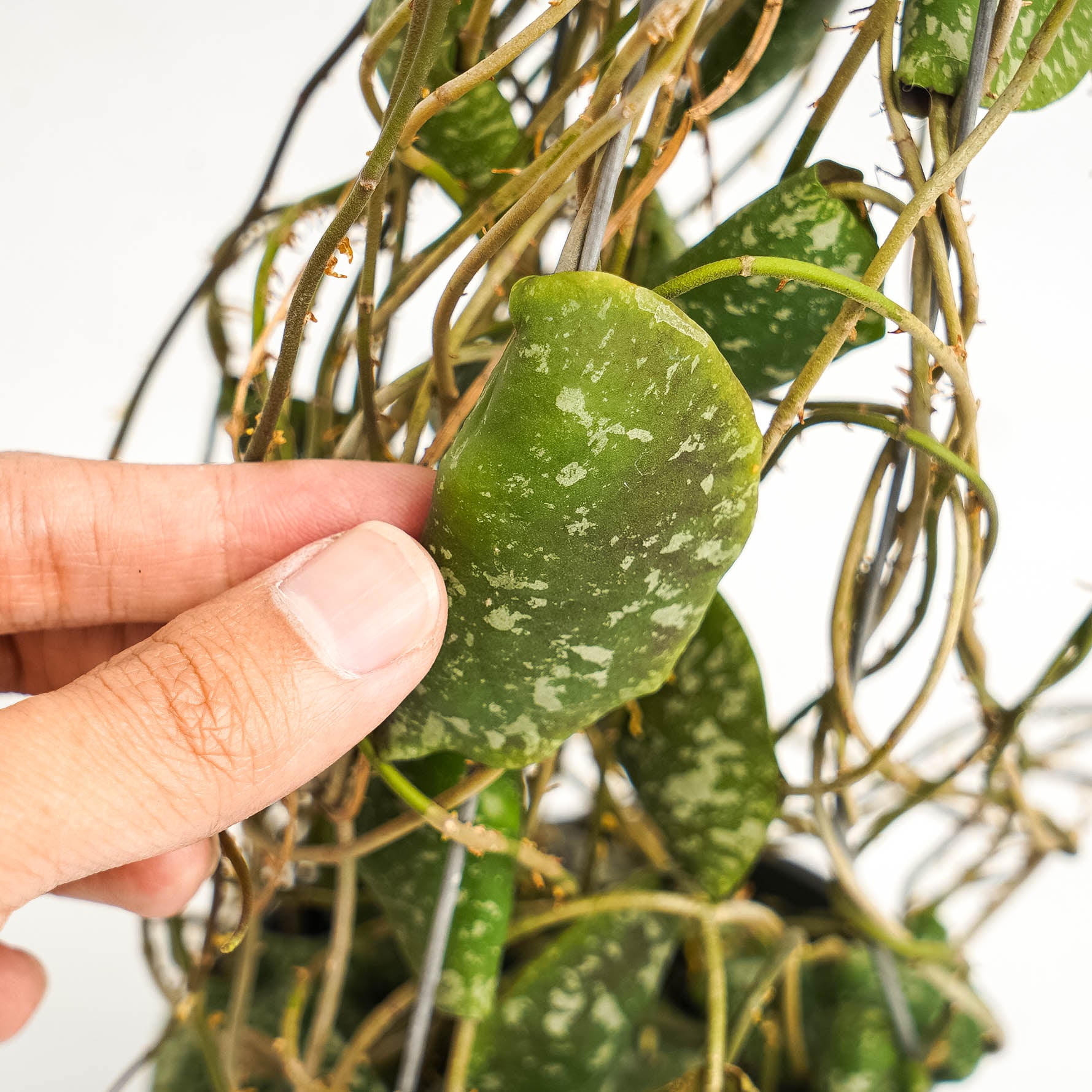 Hoya Imbricata "maxima"