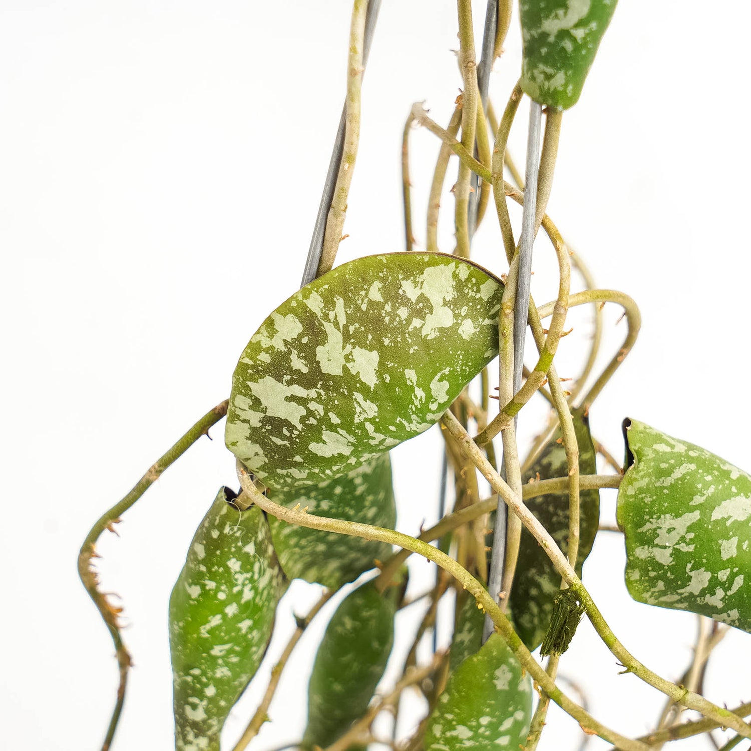 Hoya Imbricata "maxima"