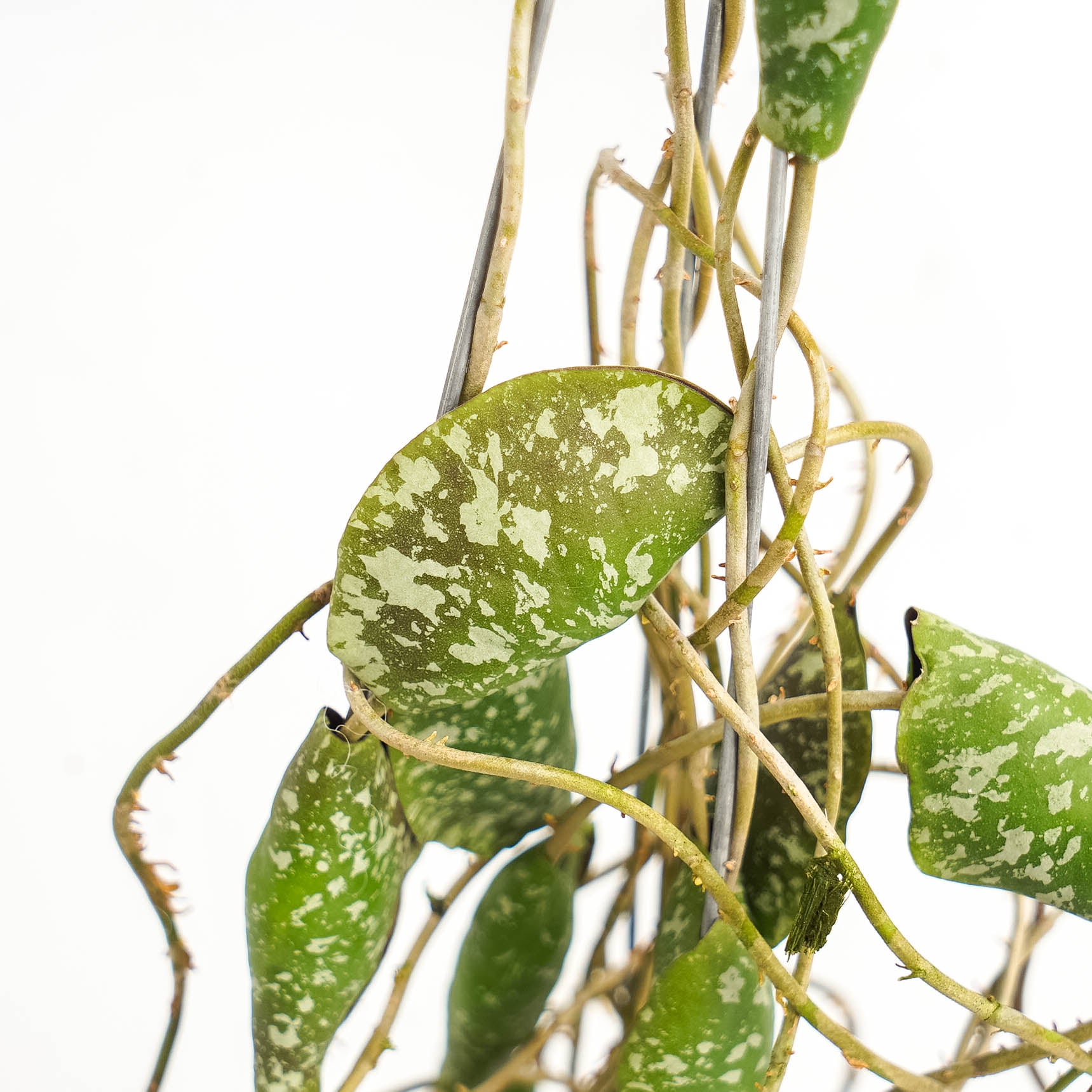Hoya Imbricata "maxima"