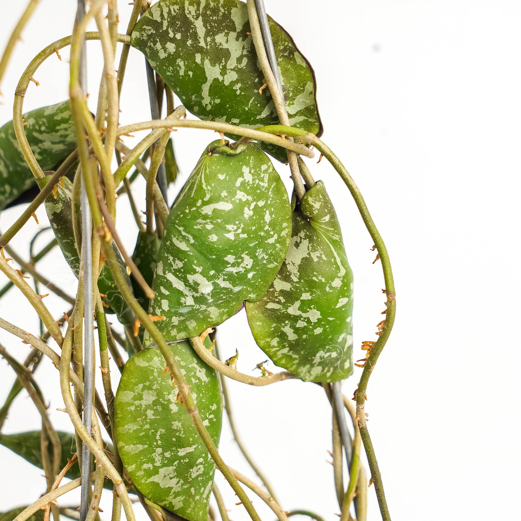 Hoya Imbricata "maxima"