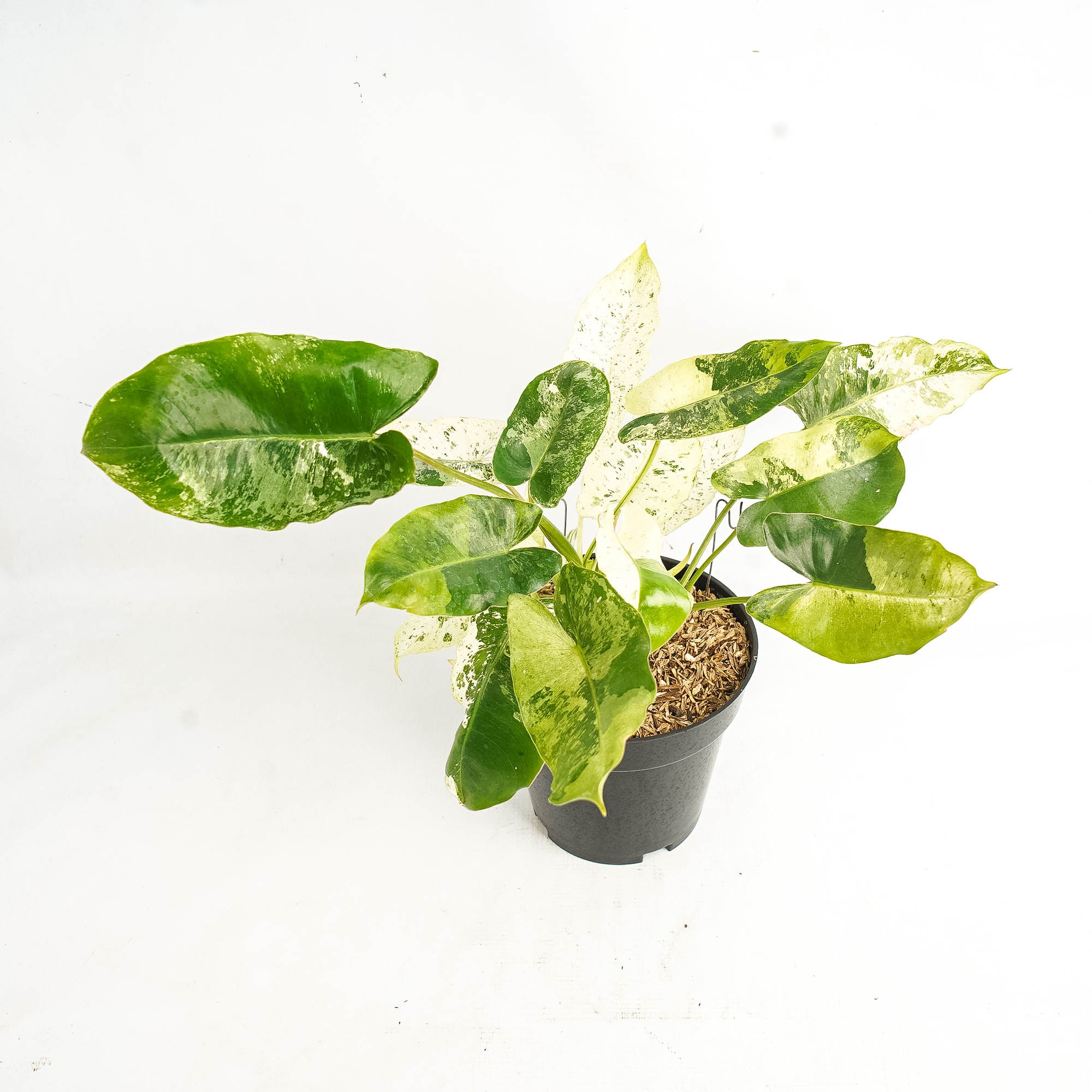 philodendron snow white Philodendron Burlemarx Snow White