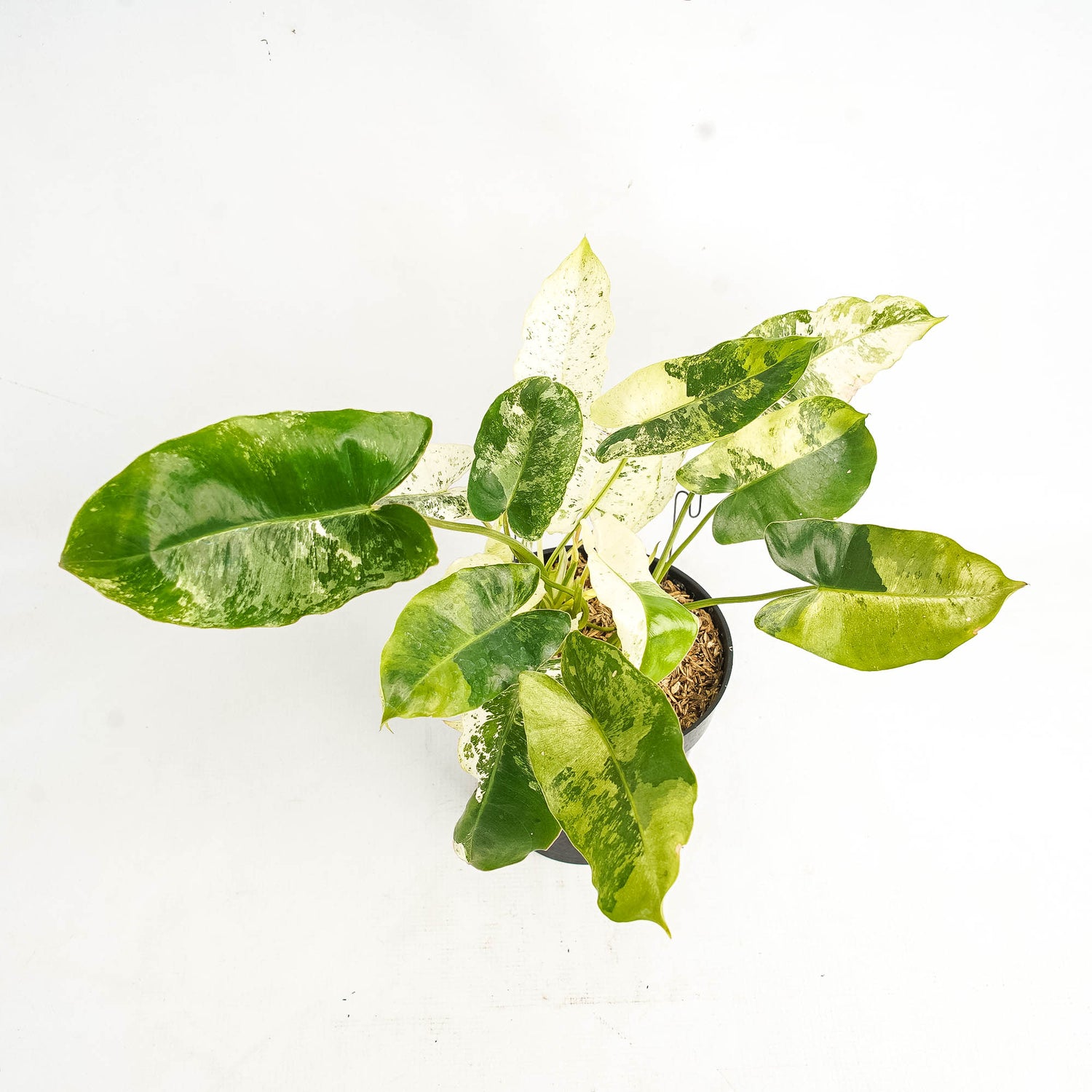 Philodendron Burlemarx  Snow White