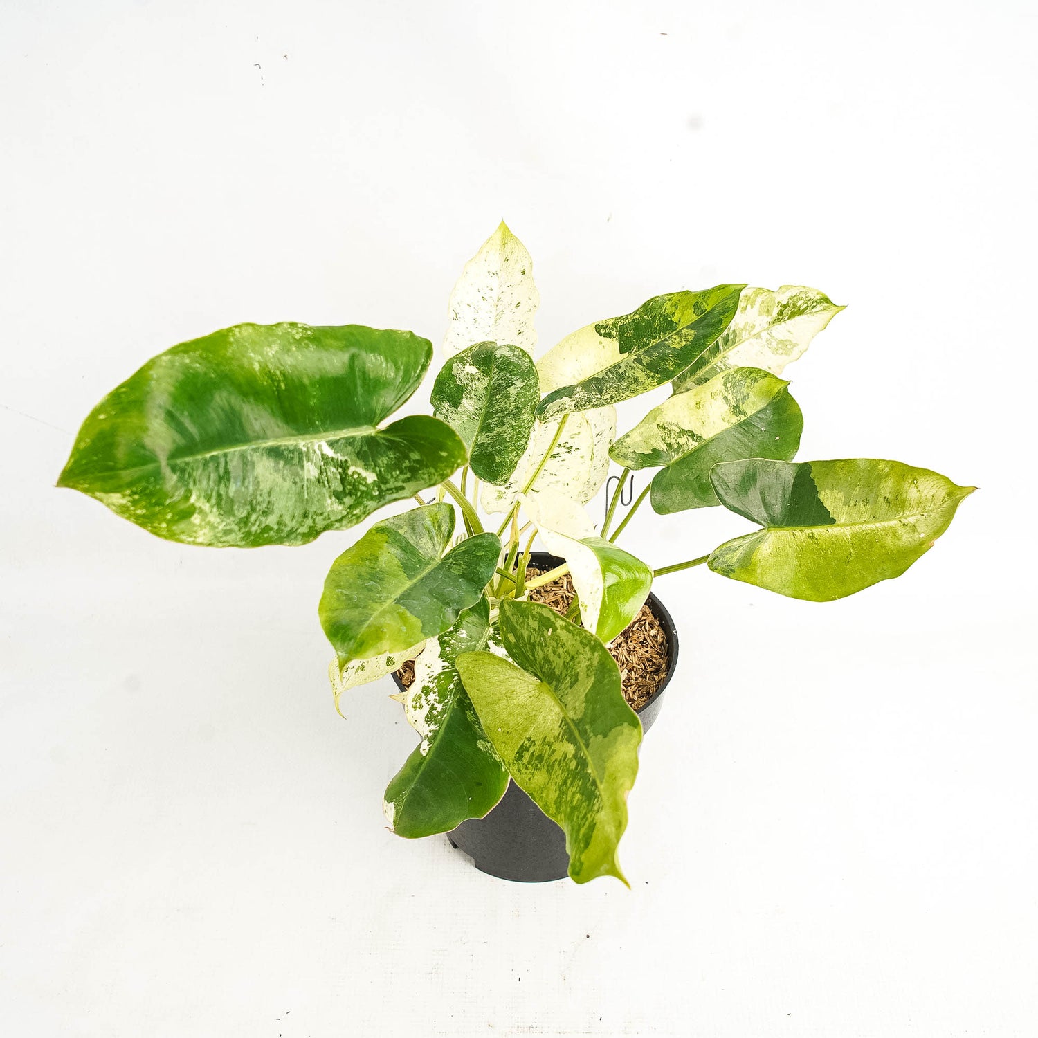 Philodendron Burlemarx  Snow White