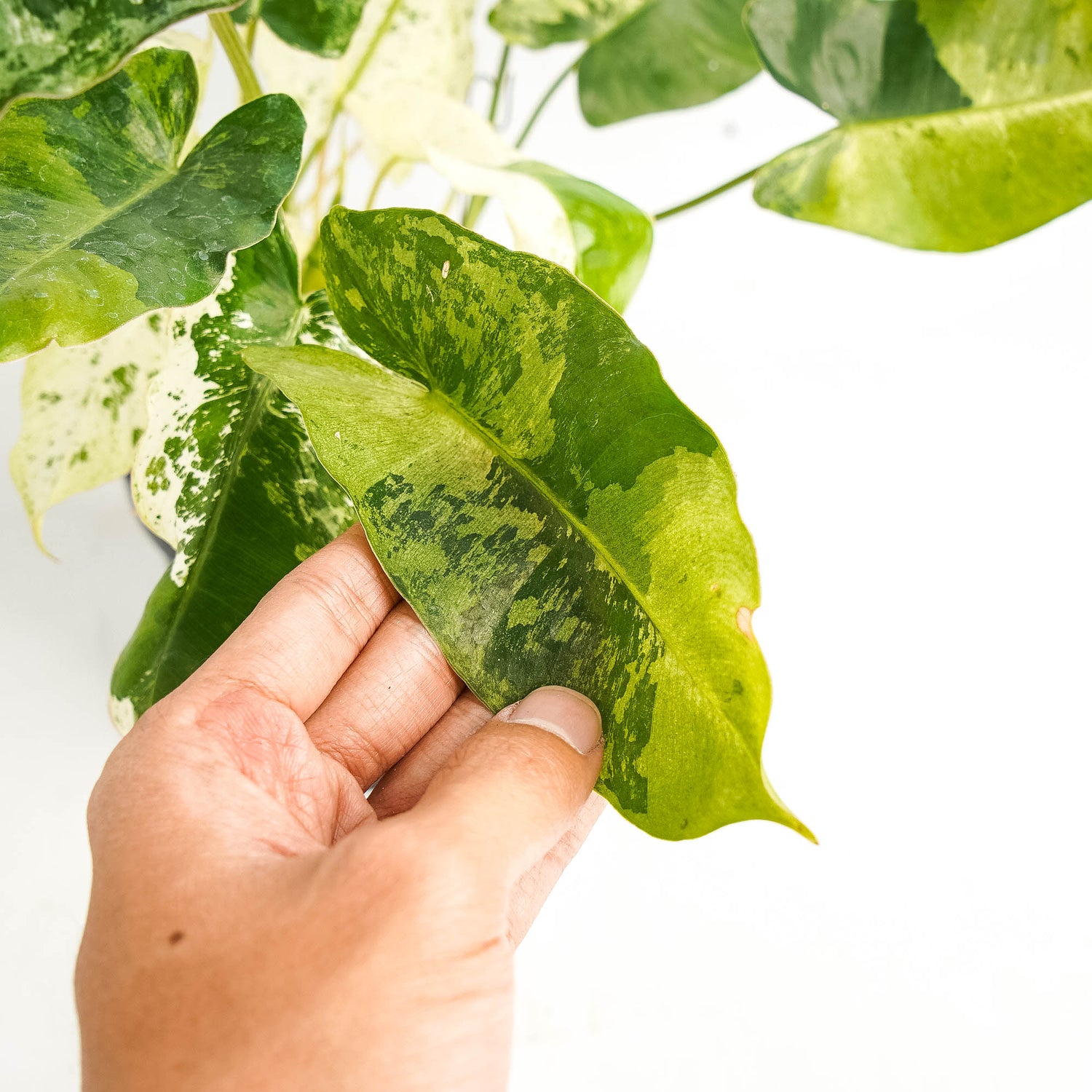 Philodendron Burlemarx  Snow White