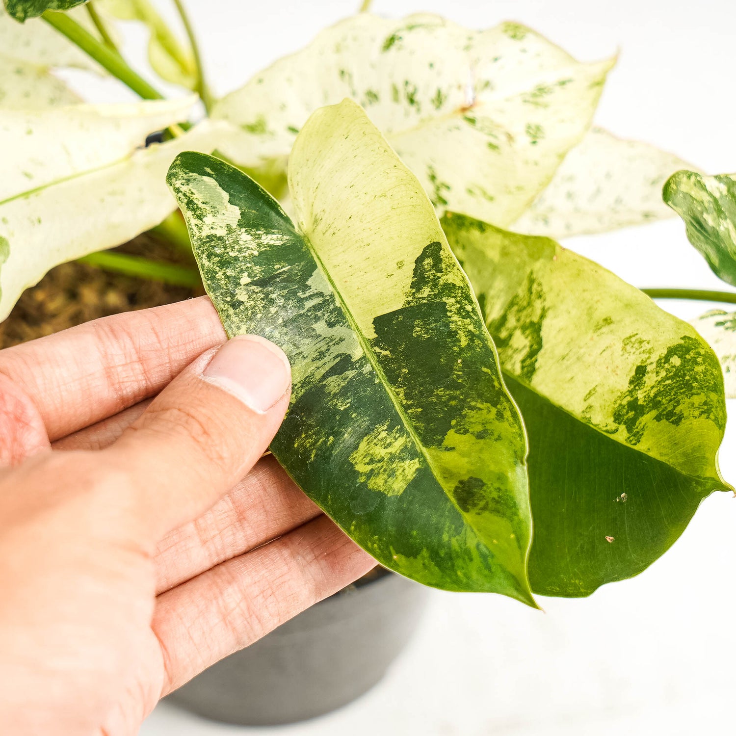 Philodendron Burlemarx  Snow White