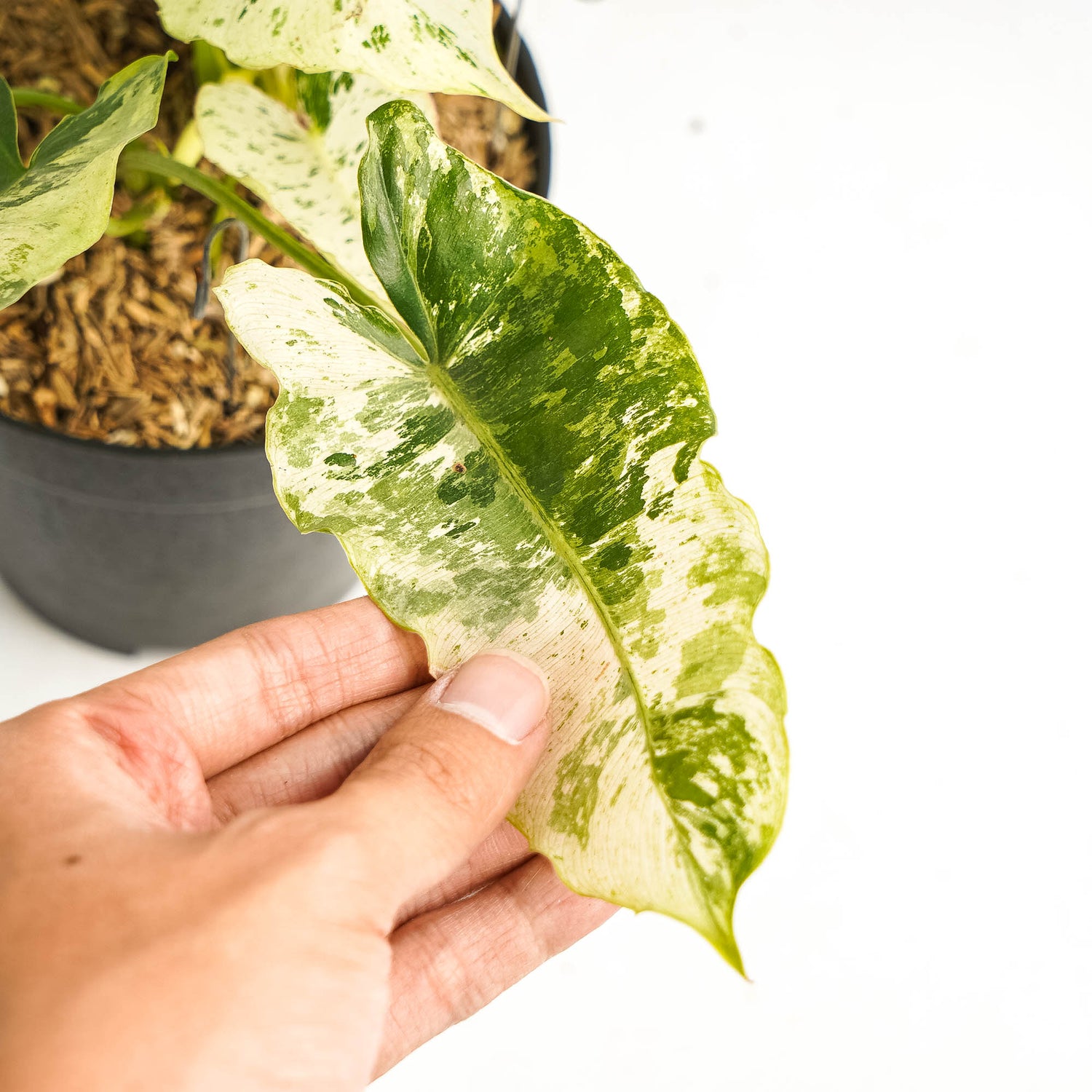 Philodendron Burlemarx  Snow White