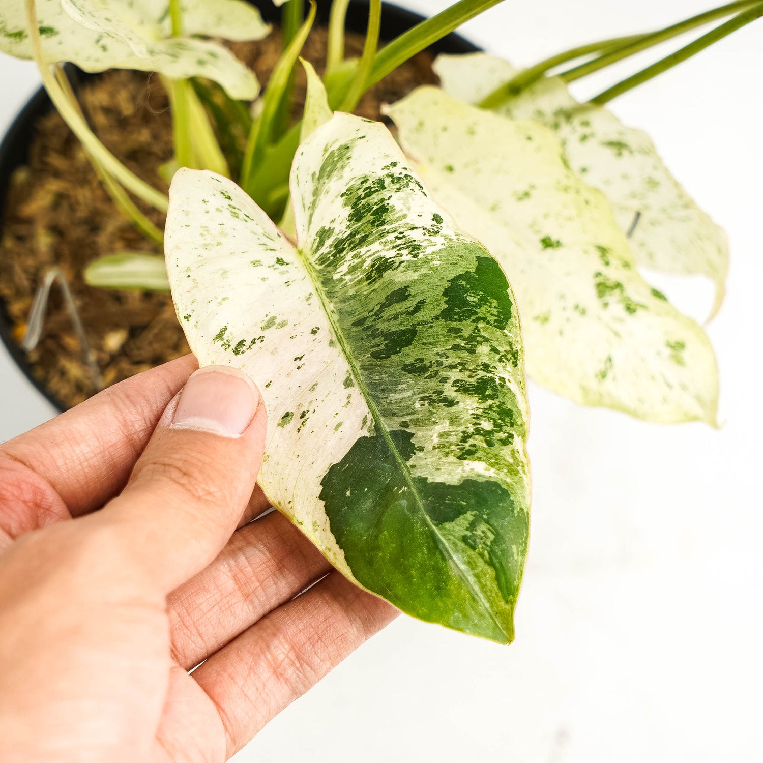 Philodendron Burlemarx  Snow White