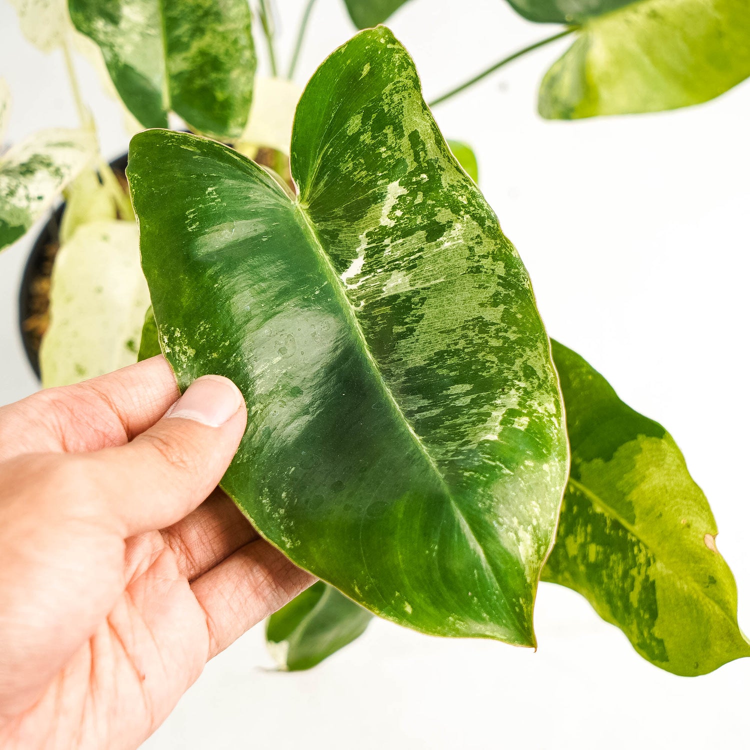 Philodendron Burlemarx  Snow White