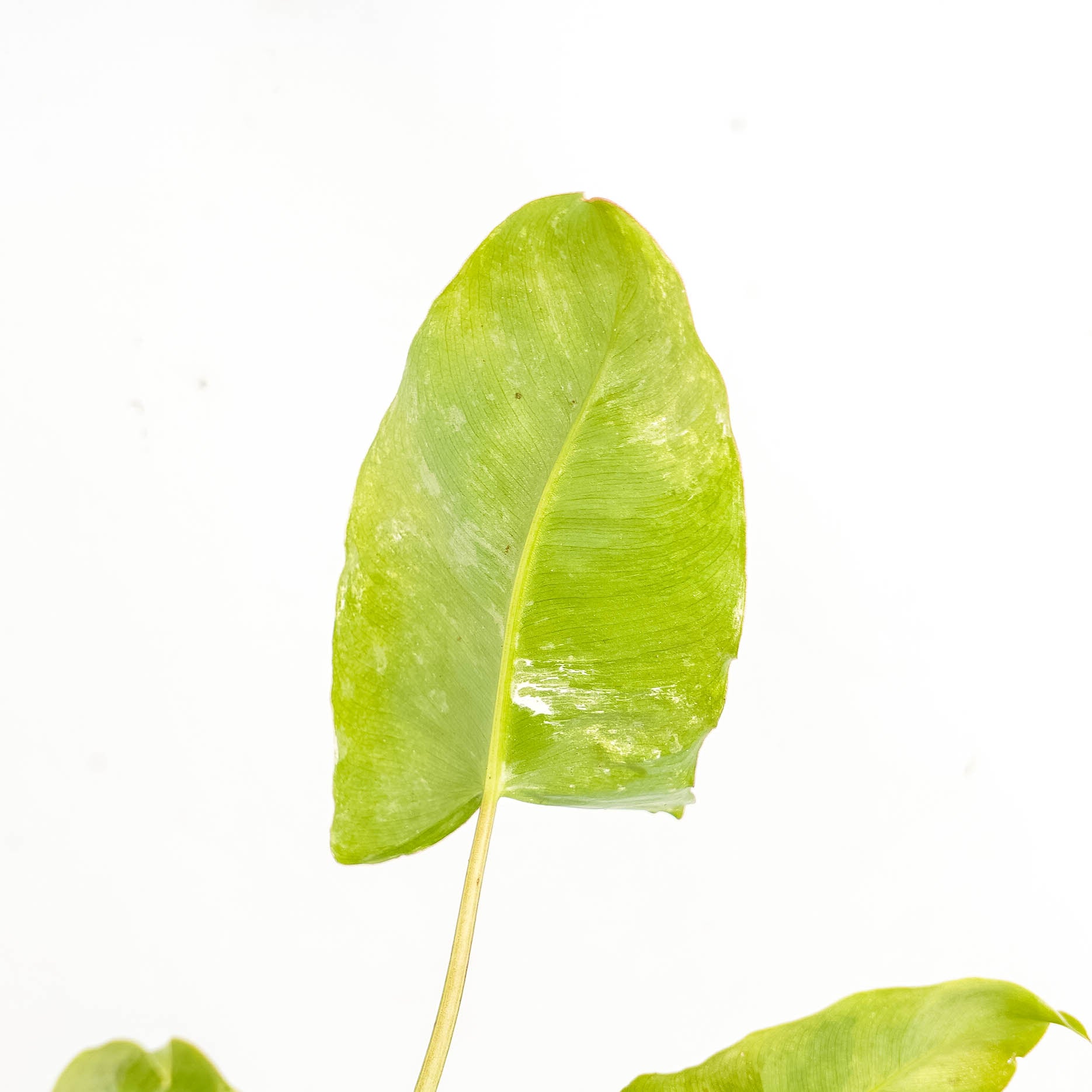 Philodendron Burlemarx Snow White