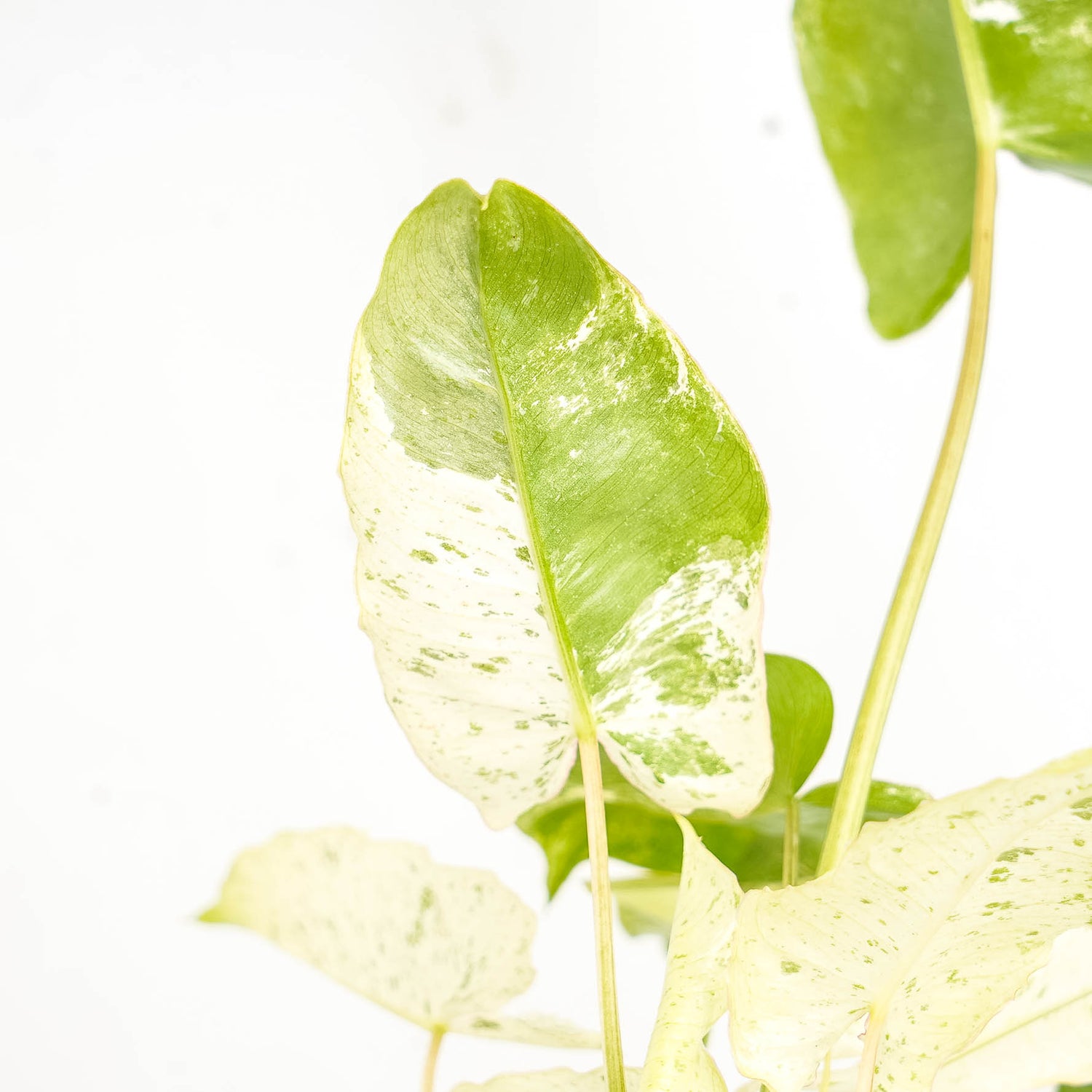 Philodendron Burlemarx  Snow White