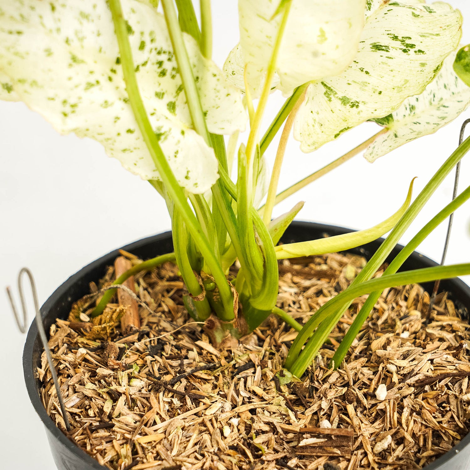 Philodendron Burlemarx  Snow White