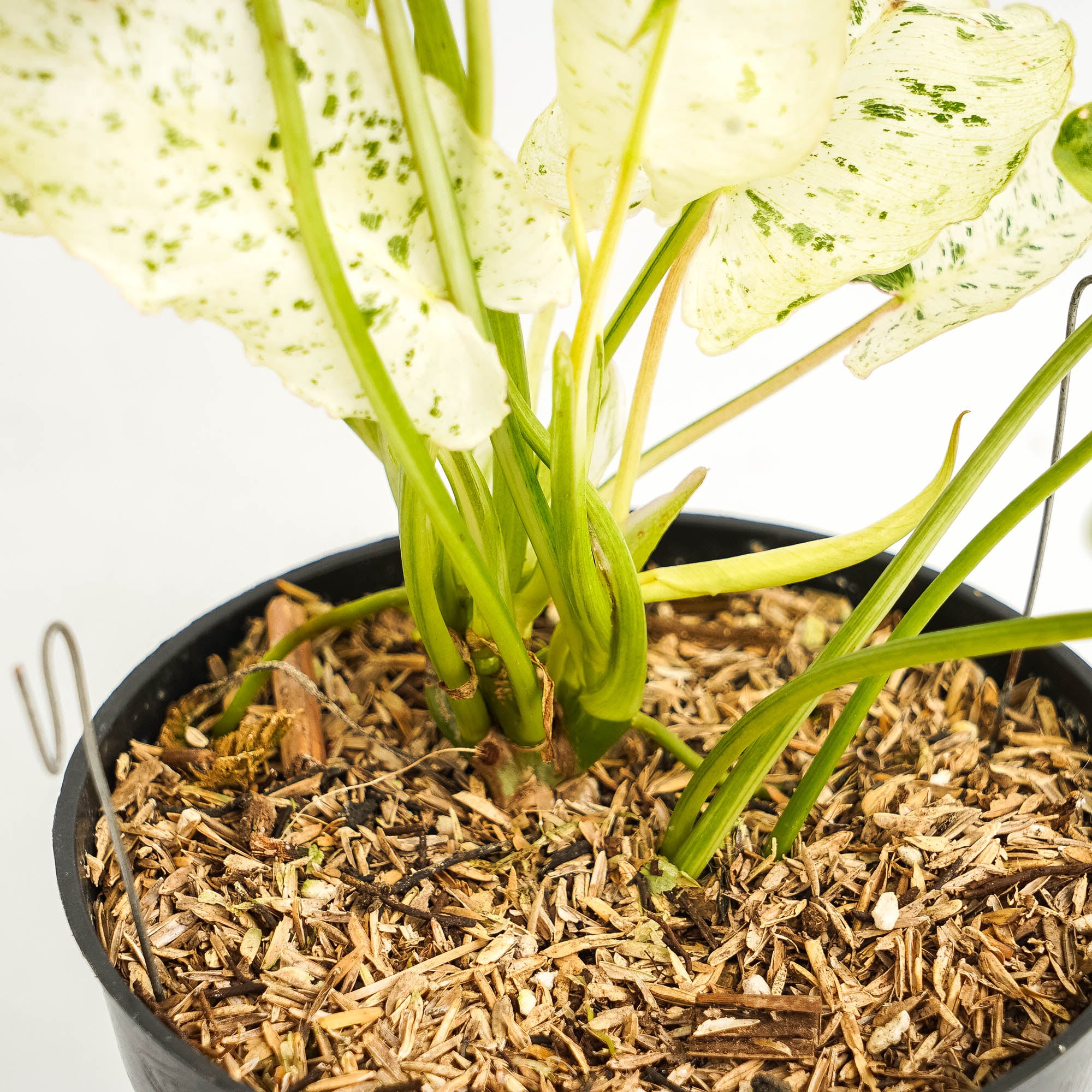 Philodendron Burlemarx Snow White