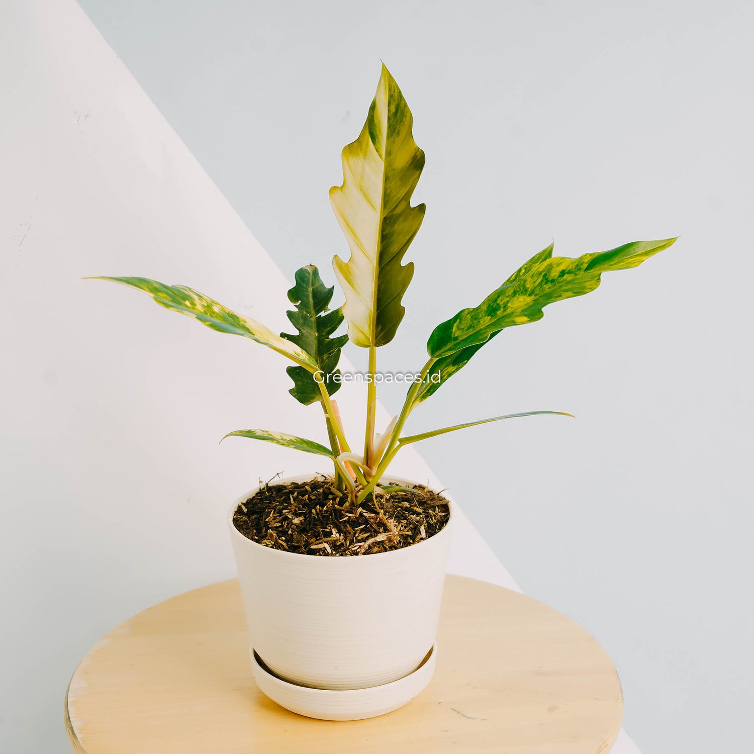 Philodendron Caramel Marble Variegated-Greenspaces.id