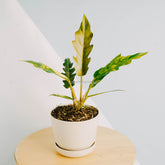 Philodendron Caramel Marble Variegated-Greenspaces.id