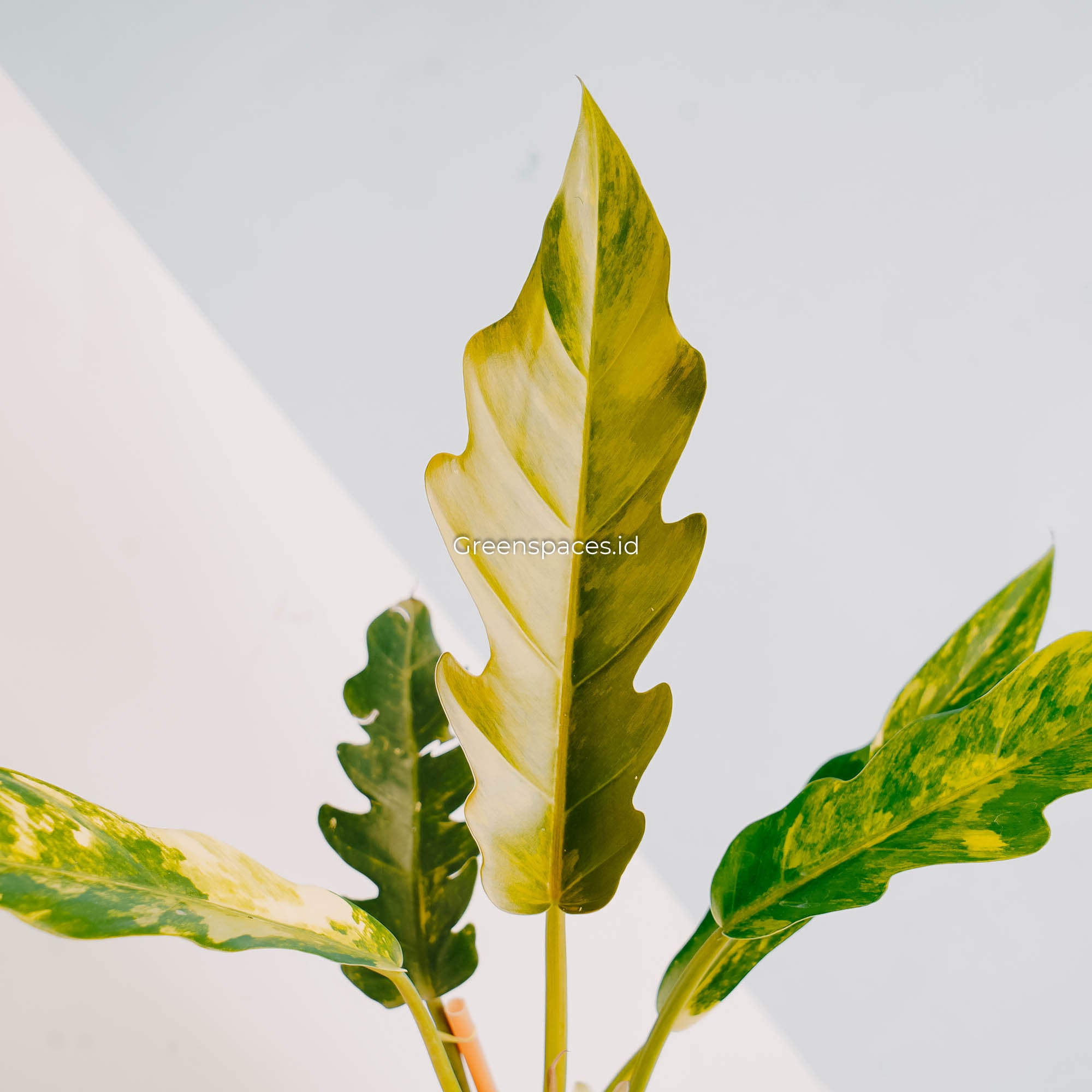 Philodendron Caramel Marble Variegated-Greenspaces.id