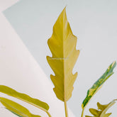 Philodendron Caramel Marble Variegated-Greenspaces.id