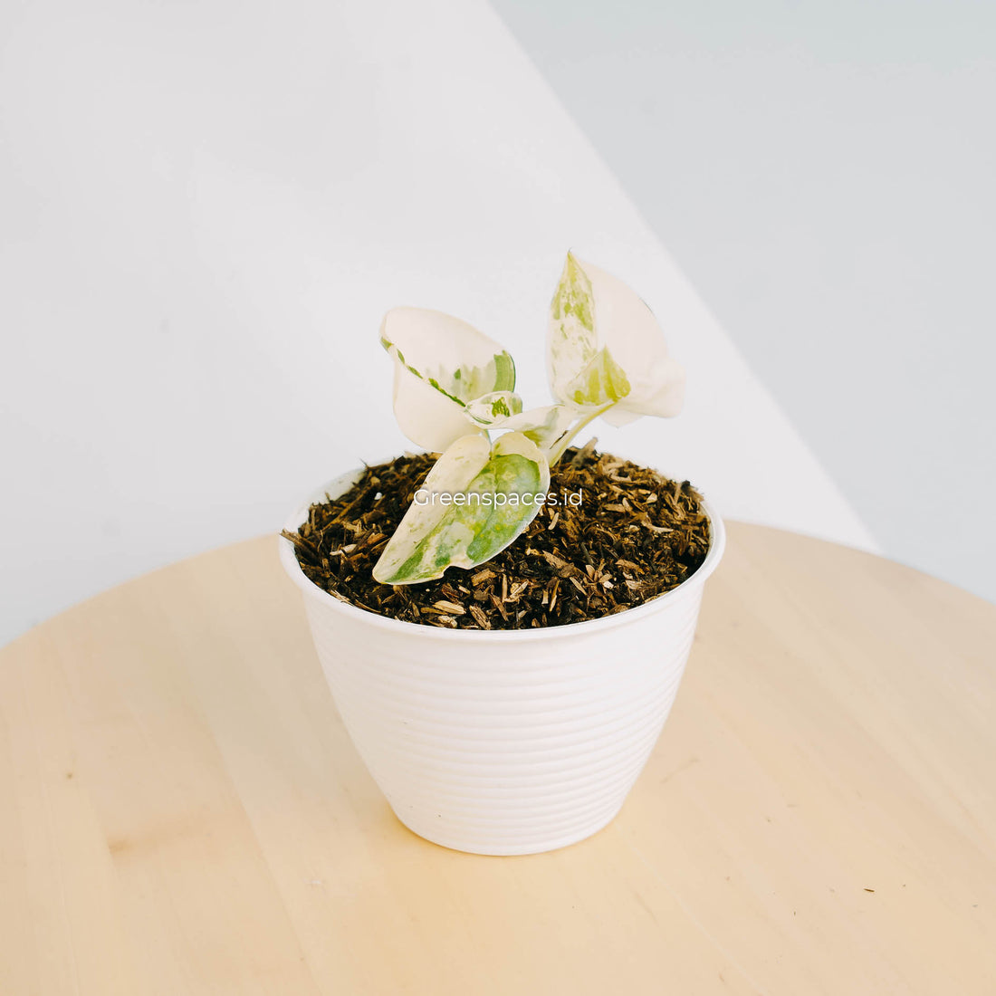 Scindapsus Mayari Variegated-Greenspaces.id